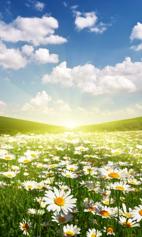 Download mobile wallpaper Nature, Sun, Flower, Sunrise, Earth, Field, Cloud, Daisy for free.