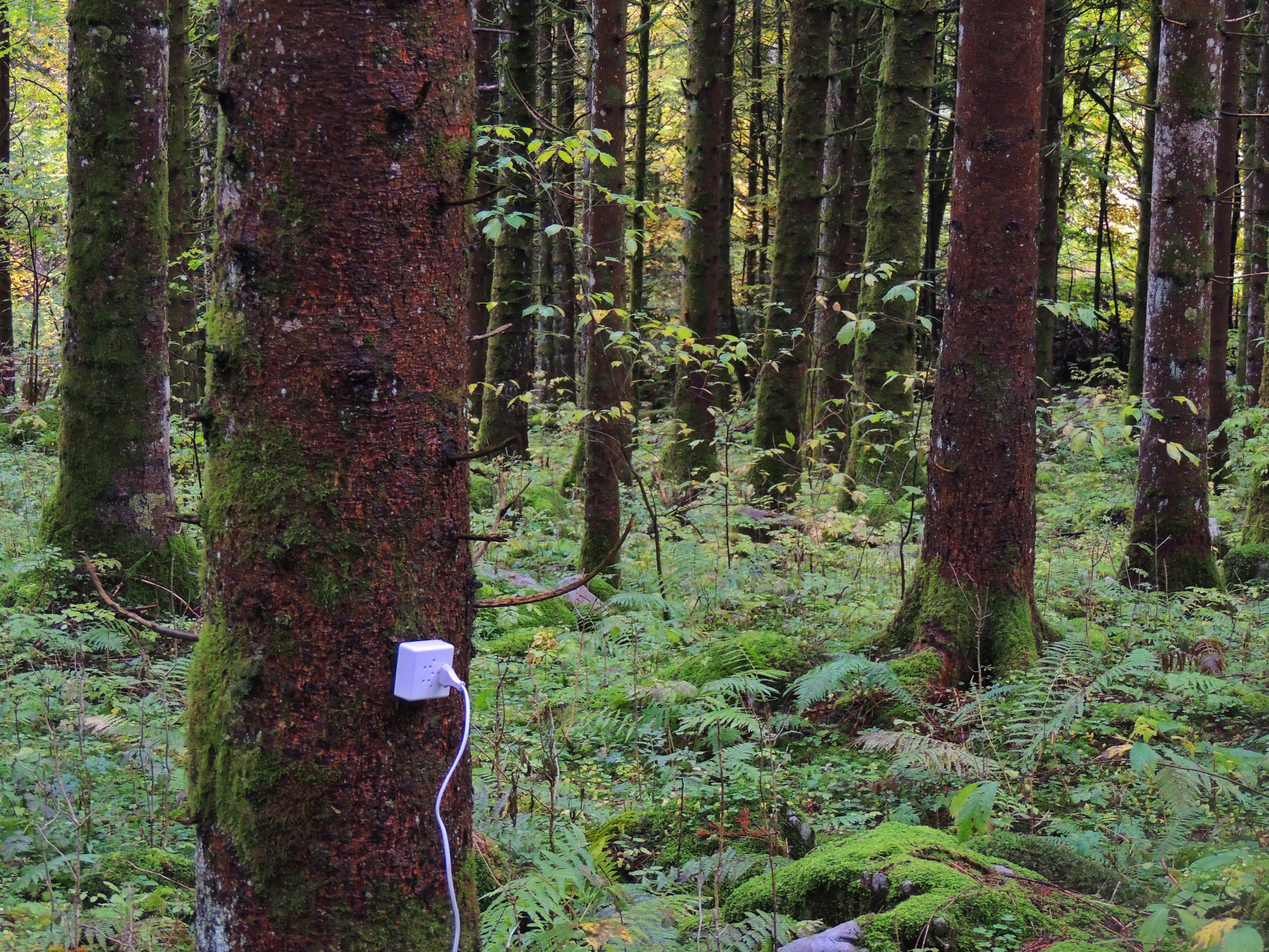 Descarga gratuita de fondo de pantalla para móvil de Bosque, Tierra/naturaleza.