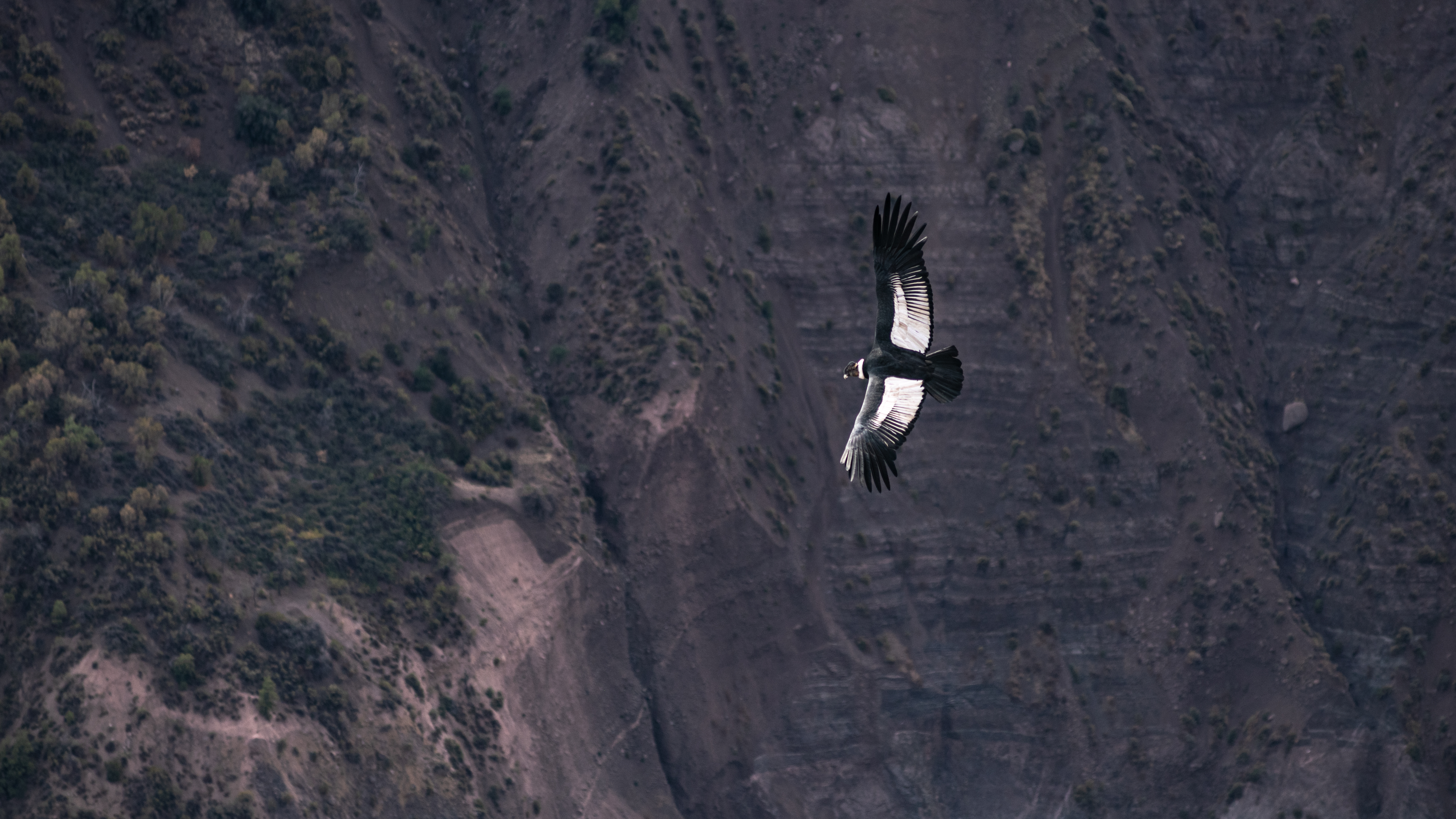 86800 скачать обои кондор, чилийский кондор, животные, птица, хищник, крылья - заставки и картинки бесплатно