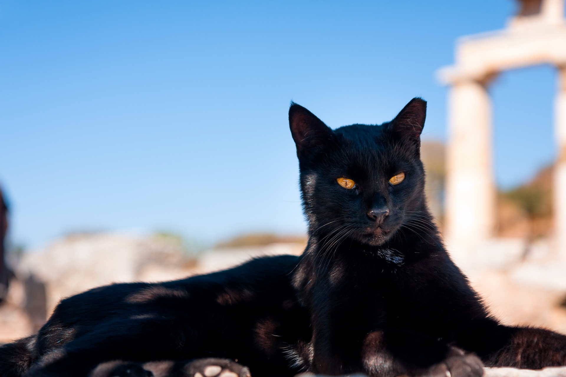 Baixe gratuitamente a imagem Gato, Gatos, Animais na área de trabalho do seu PC