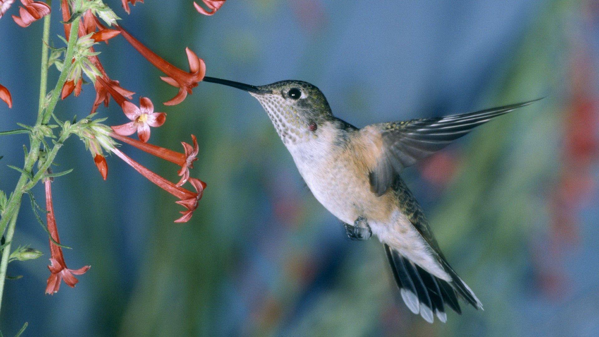 Laden Sie das Welle, Fegen, Tiere, Vogel, Blumen, Kolibris-Bild kostenlos auf Ihren PC-Desktop herunter