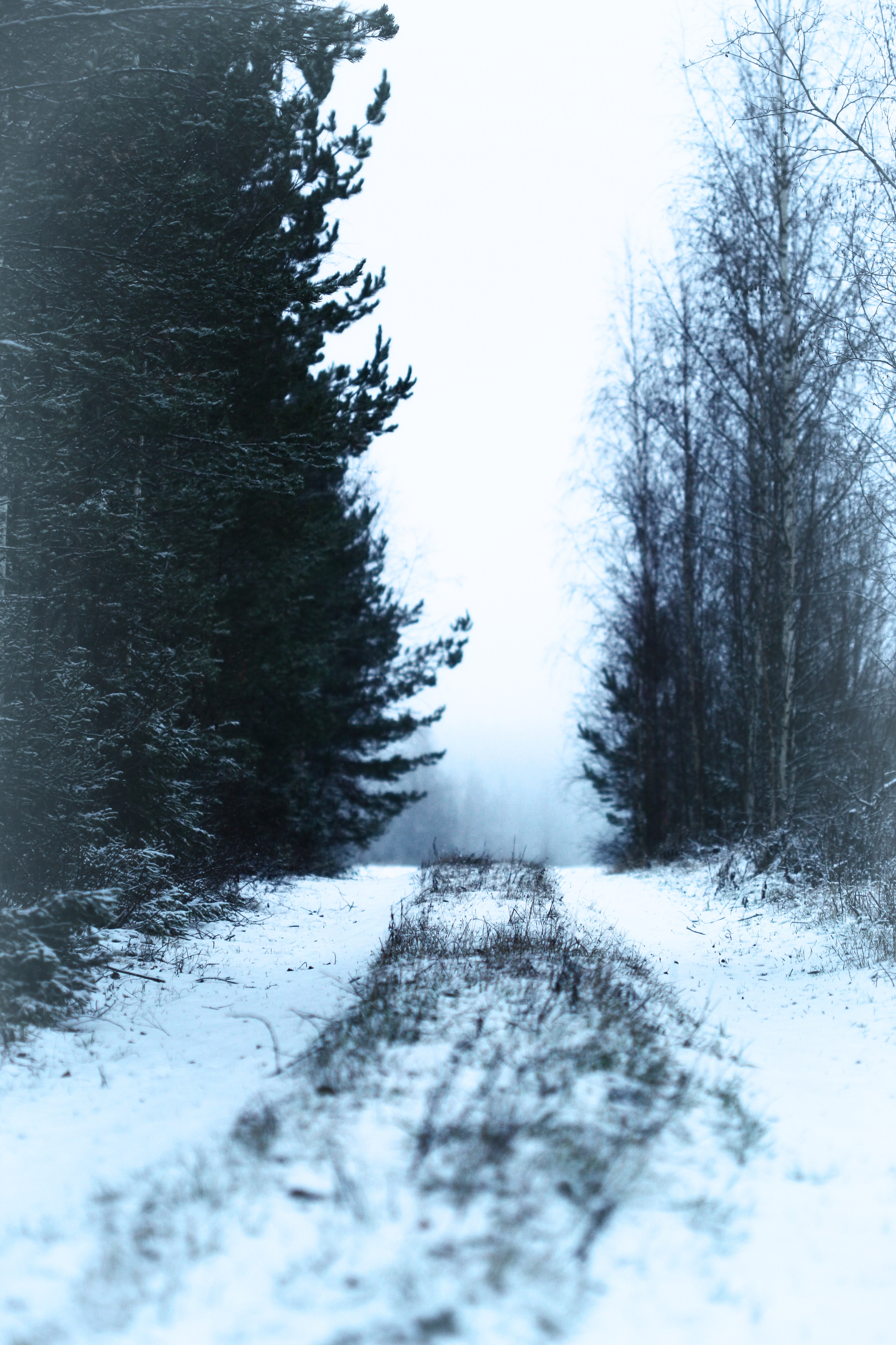 Descarga gratuita de fondo de pantalla para móvil de Niebla, Camino, Bosque, Naturaleza, Nieve, Invierno.