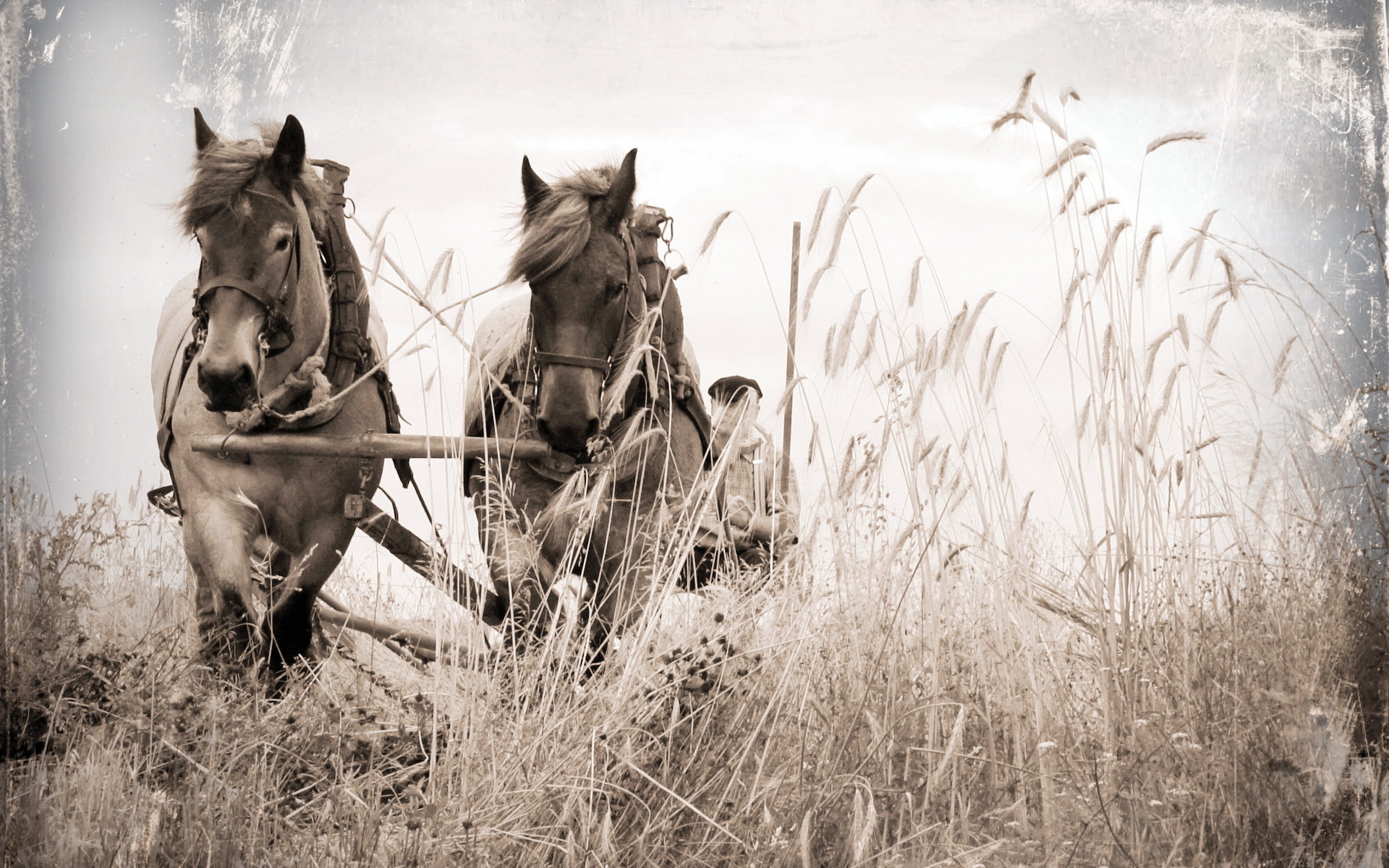 Descarga gratuita de fondo de pantalla para móvil de Animales, Caballo.