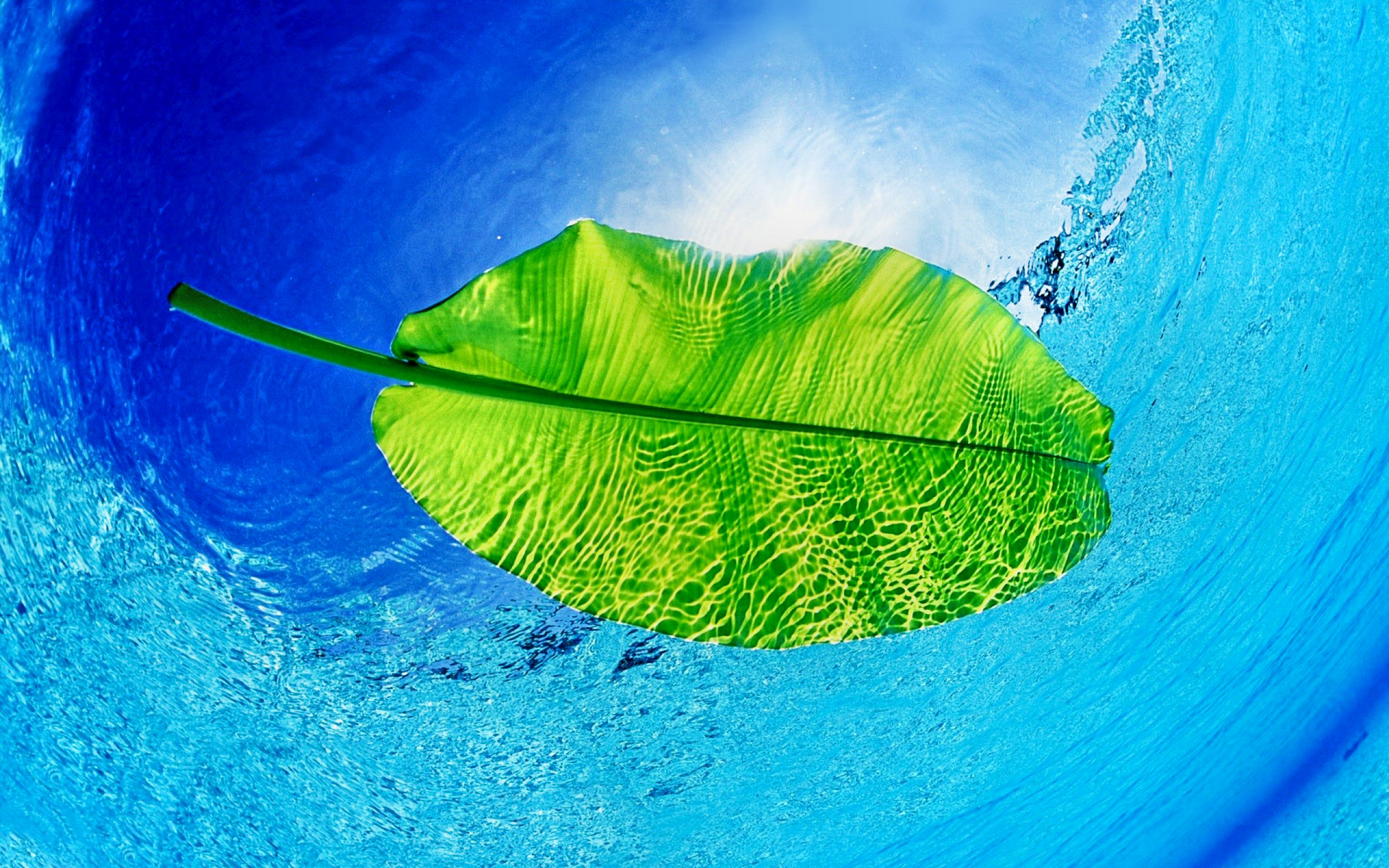 PCデスクトップに自然, 水, 葉, 地球, ターコイズ画像を無料でダウンロード