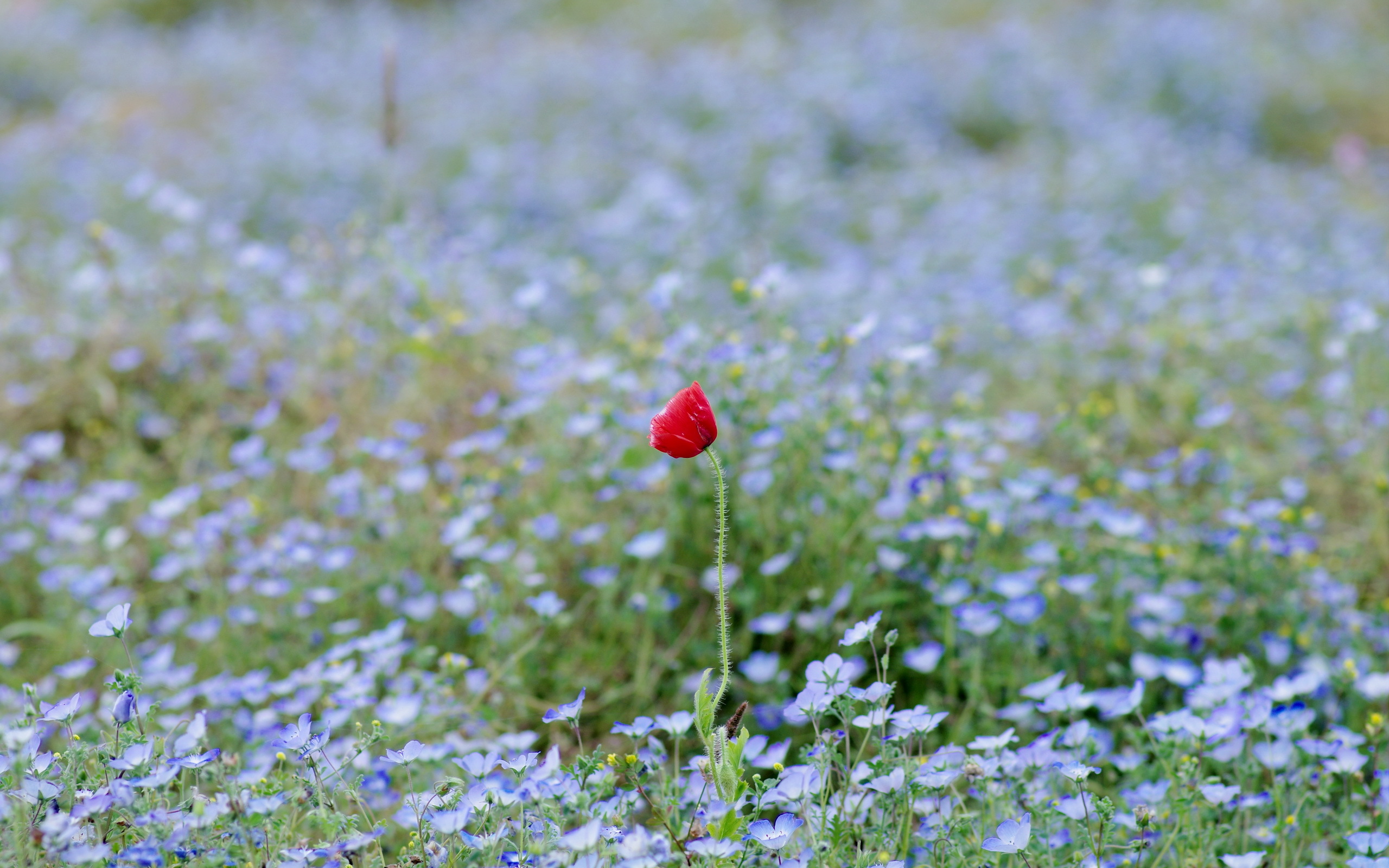 Téléchargez gratuitement l'image Fleurs, Fleur, Terre/nature sur le bureau de votre PC