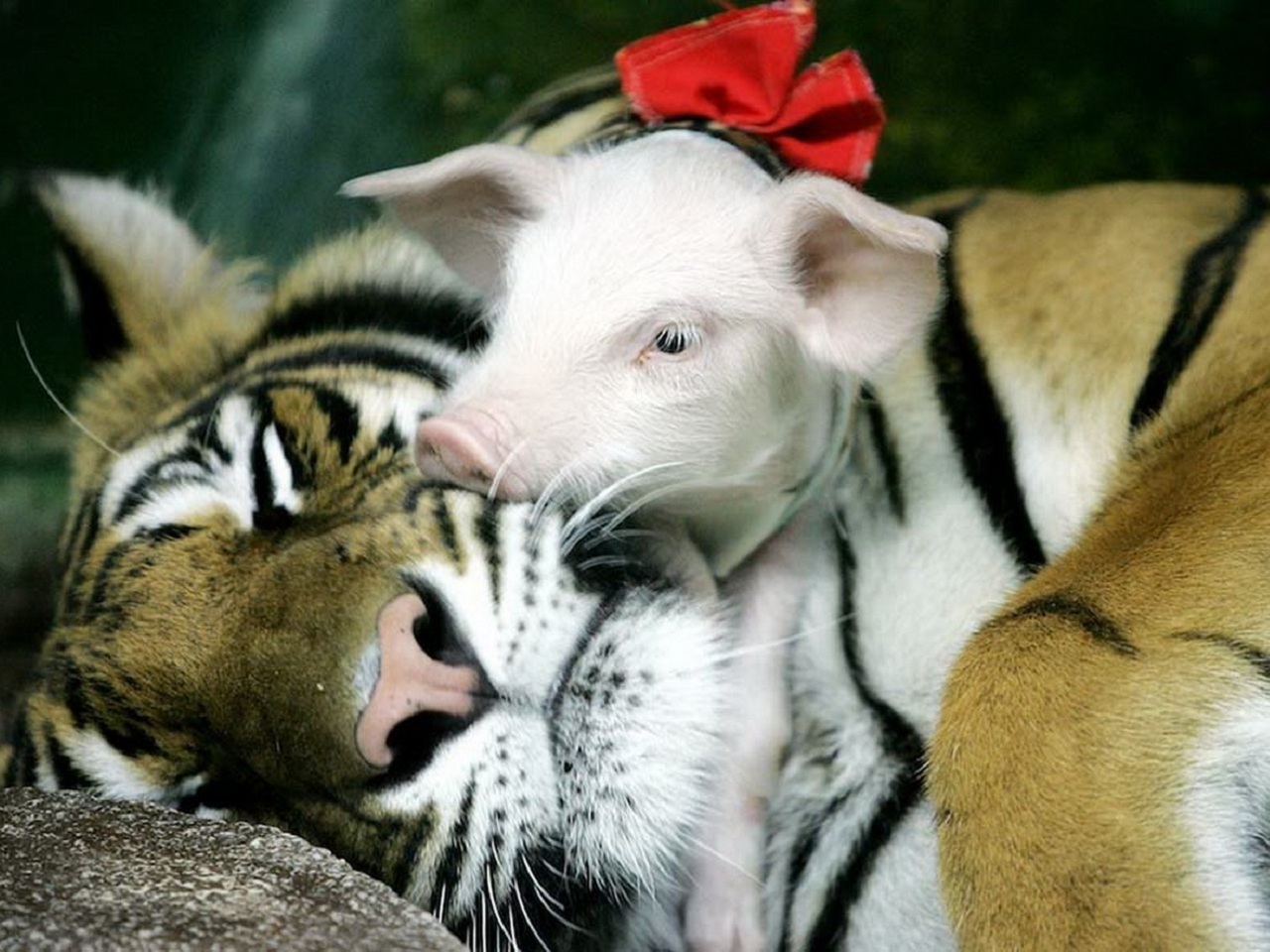 animals, tigers, pigs