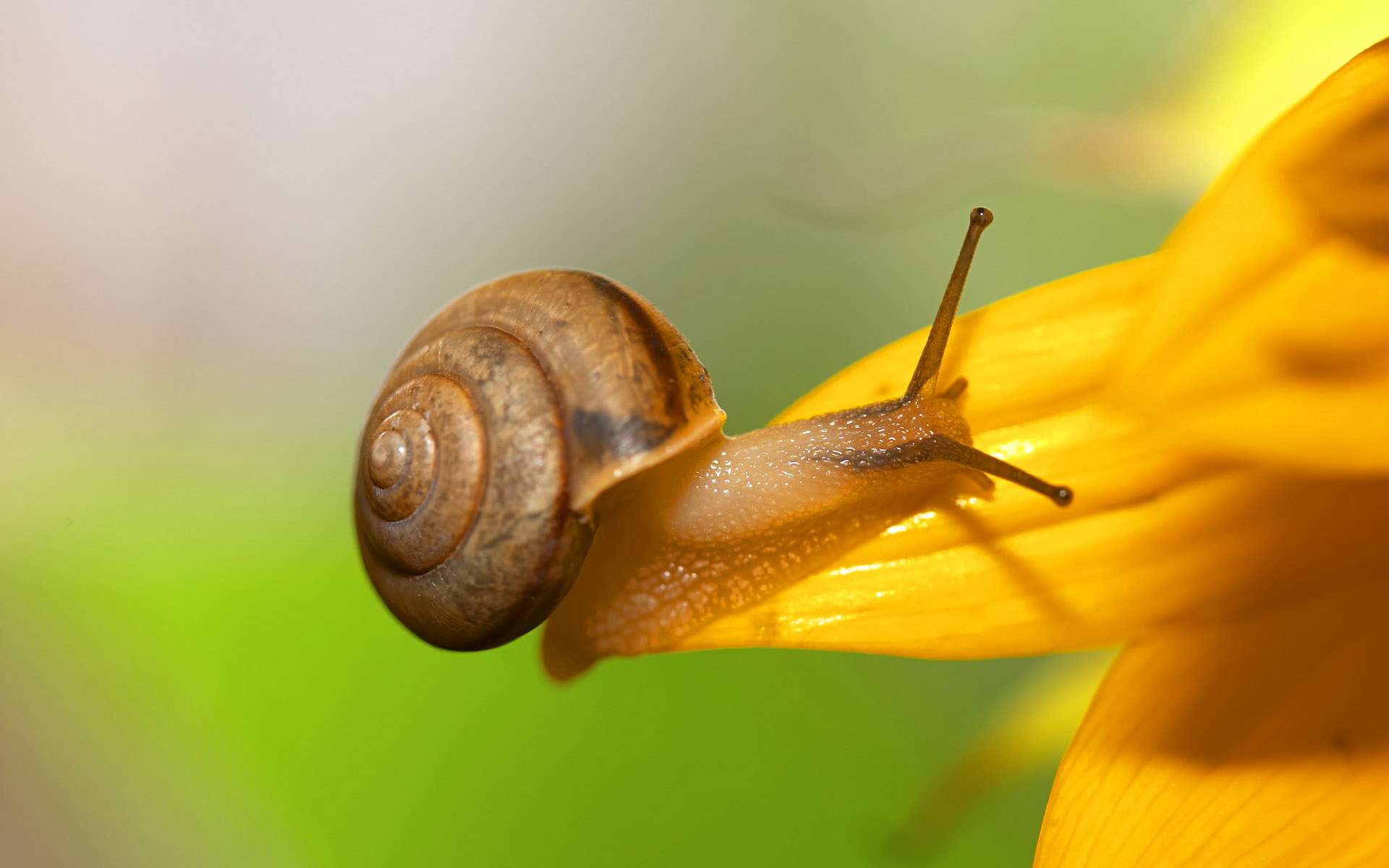 animal, snail images