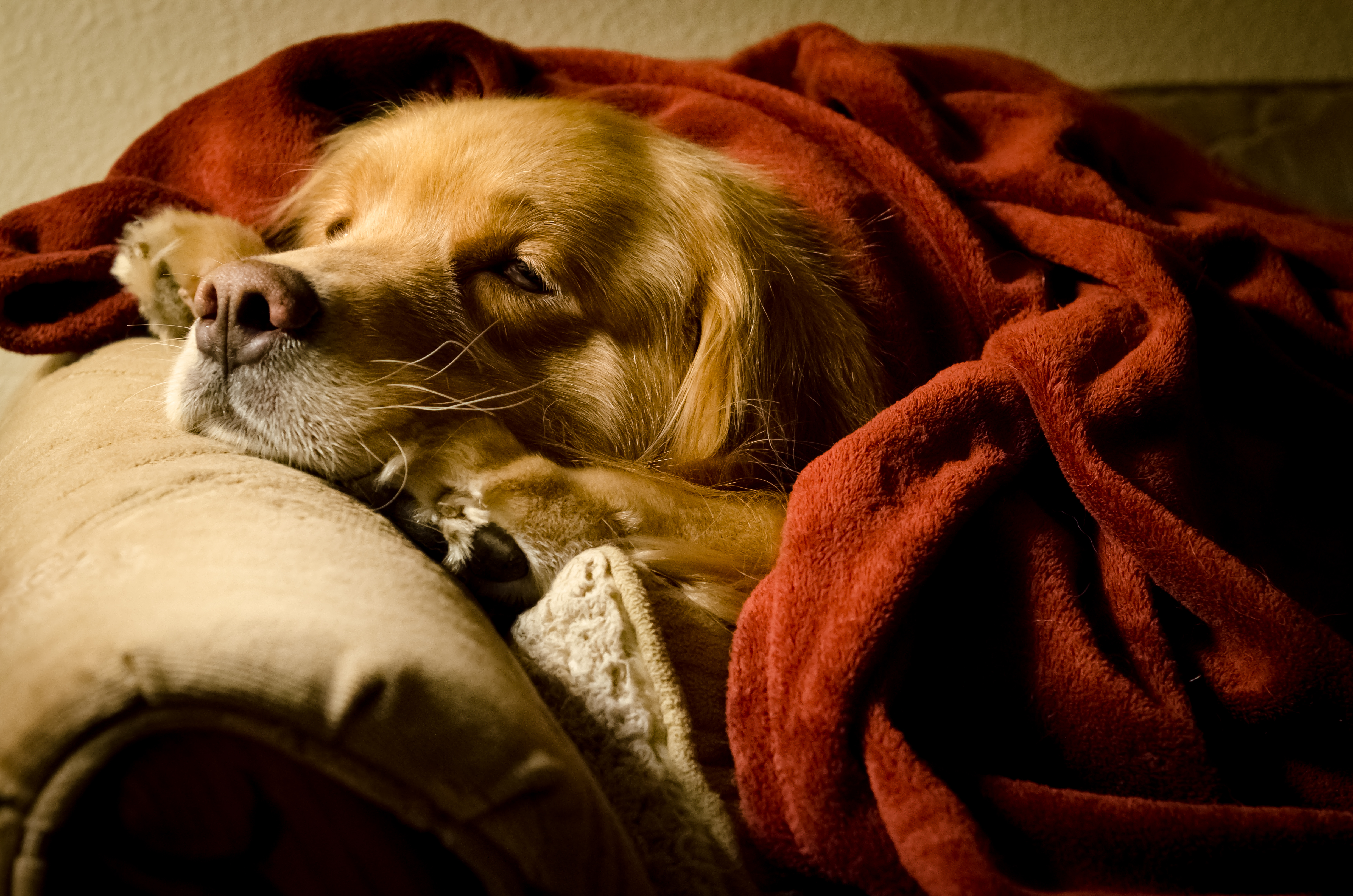 Laden Sie das Tiere, Hunde, Hund, Schlafen, Golden Retriever-Bild kostenlos auf Ihren PC-Desktop herunter