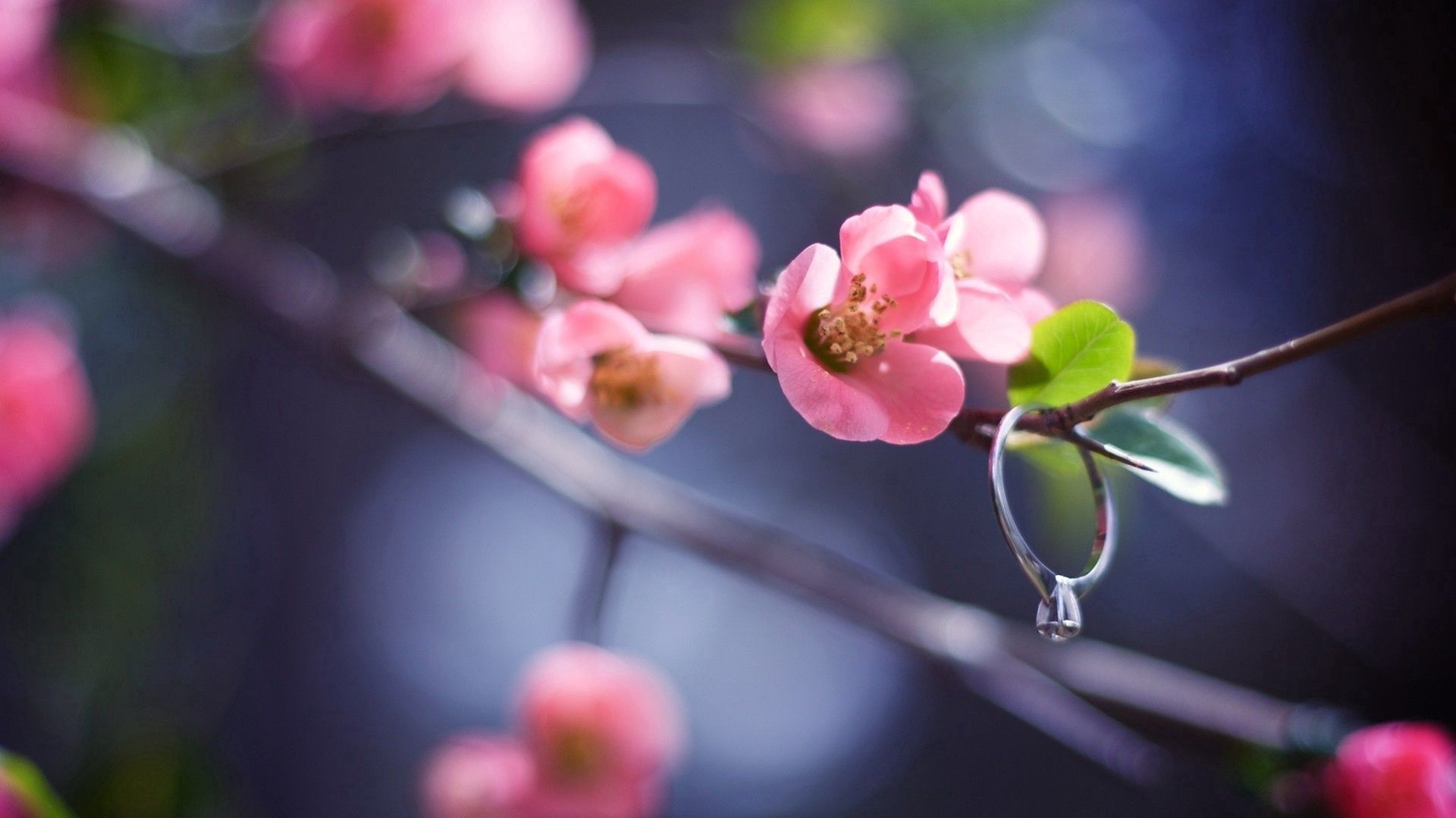 Скачать обои бесплатно Растение, Ветка, Кольцо, Макро, Розовый, Цветы, Цветение, Весна картинка на рабочий стол ПК