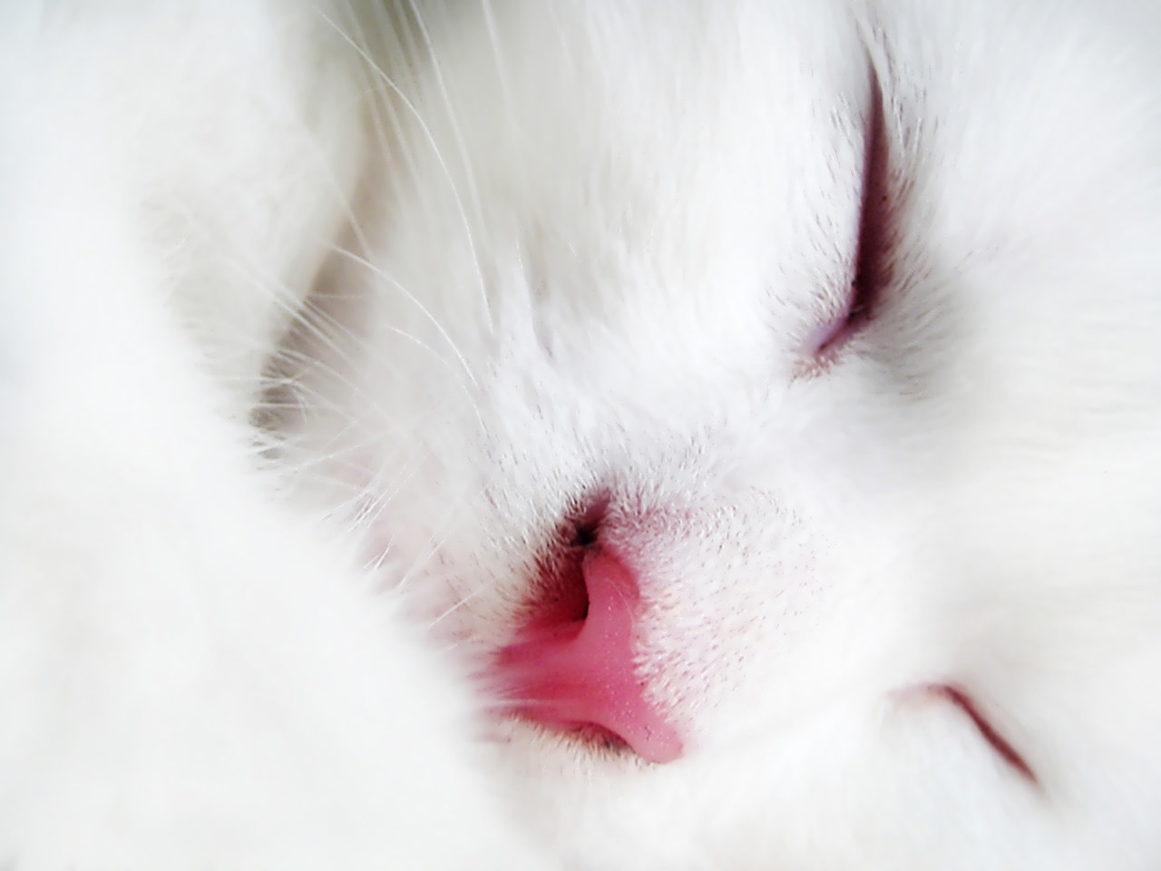 Free download wallpaper Cat, Animal on your PC desktop