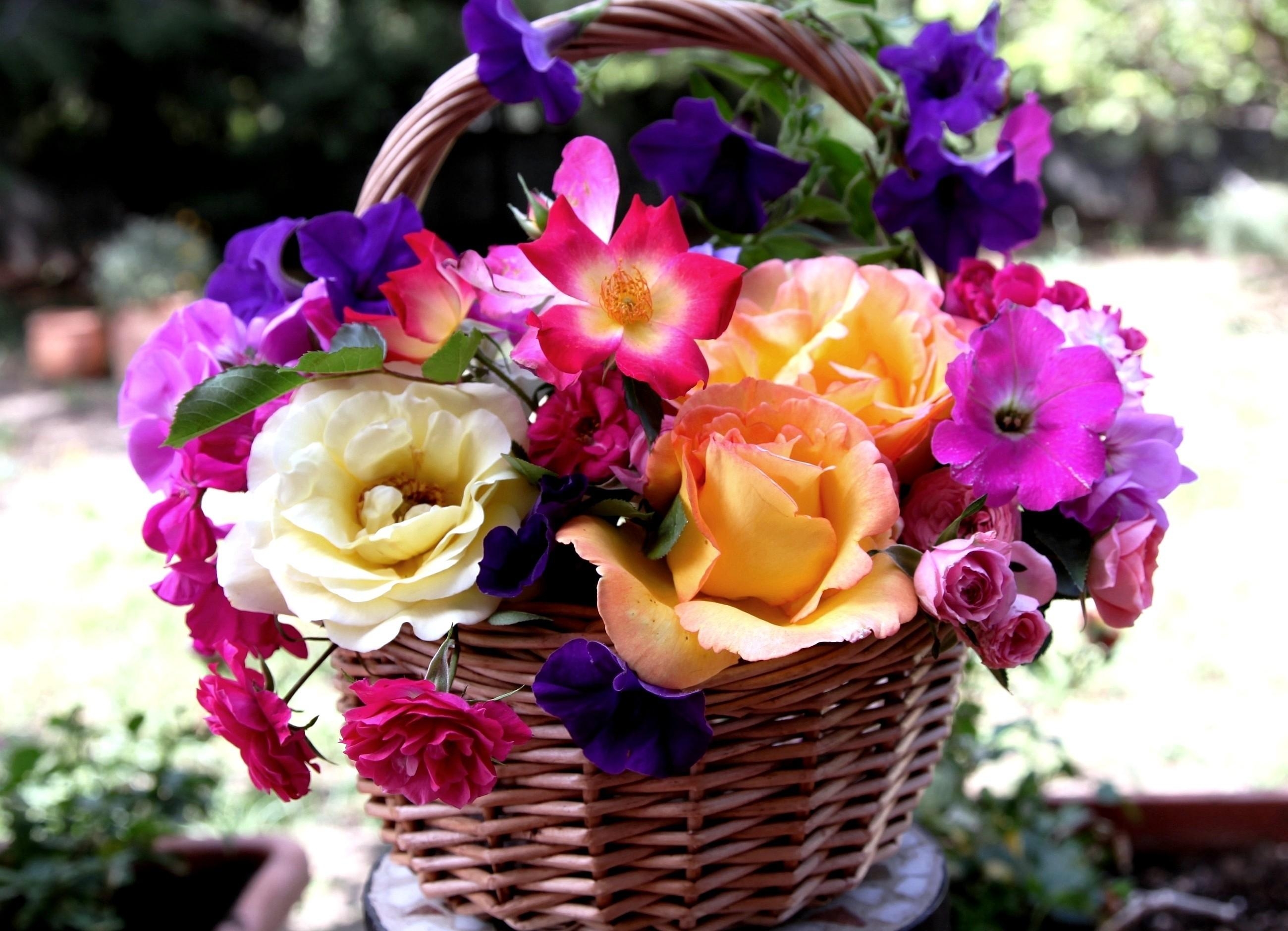 Free download wallpaper Flowers, Carnations, Basket, Petunia, Roses on your PC desktop