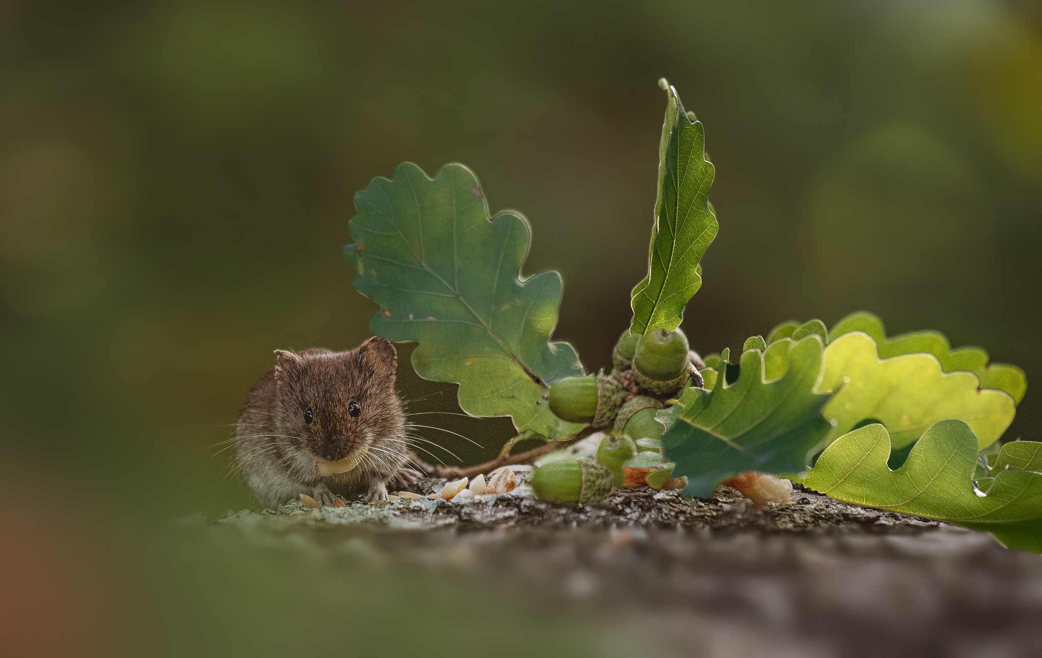 Download mobile wallpaper Blur, Leaf, Animal, Mouse, Rodent, Acorn for free.