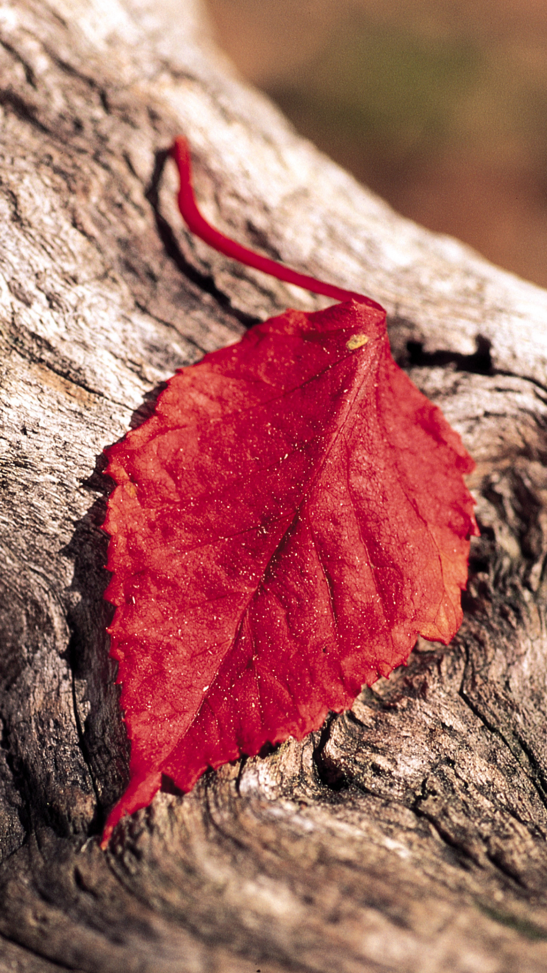 Download mobile wallpaper Nature, Close Up, Leaf, Earth for free.