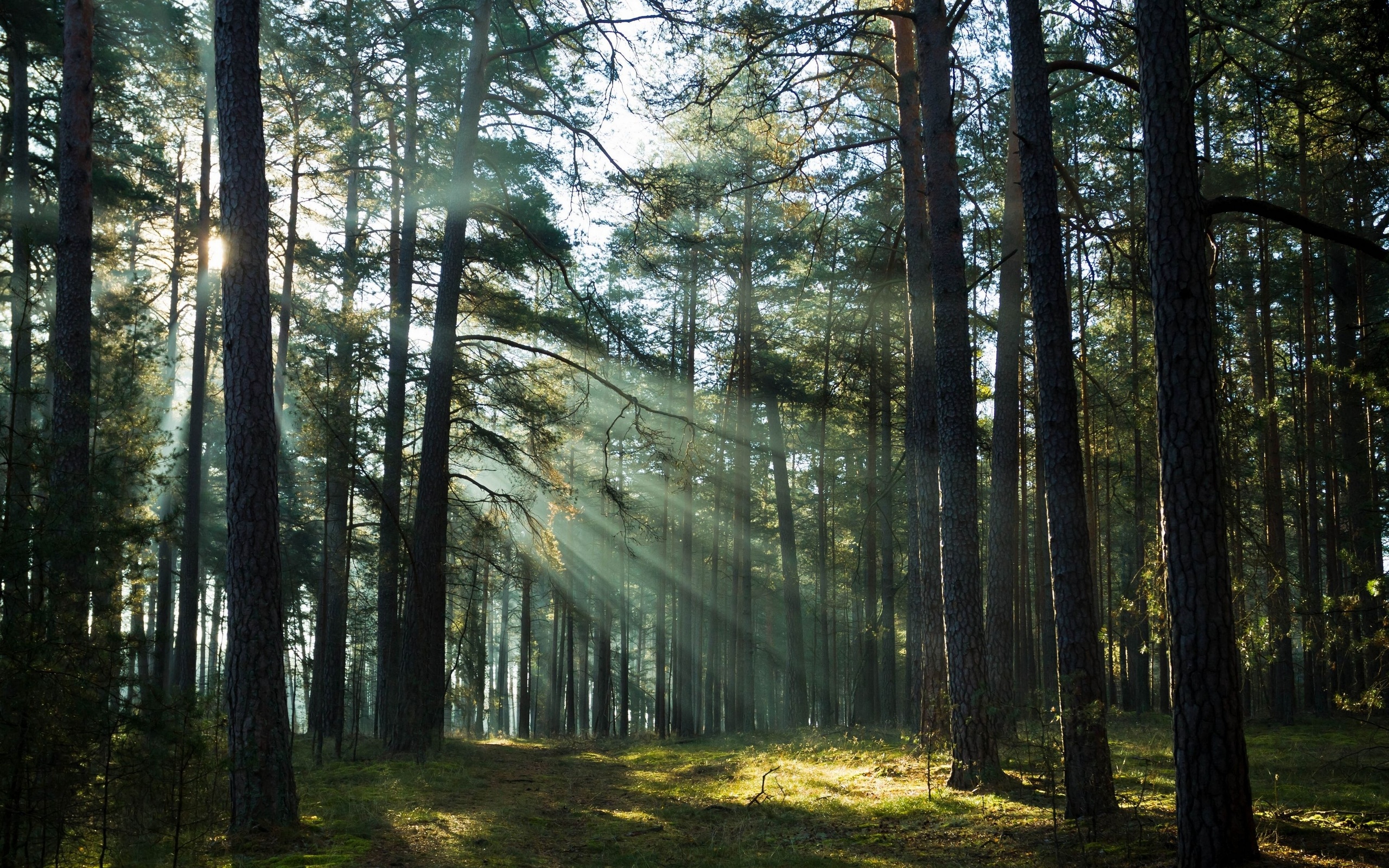 Descarga gratis la imagen Bosque, Tierra/naturaleza en el escritorio de tu PC