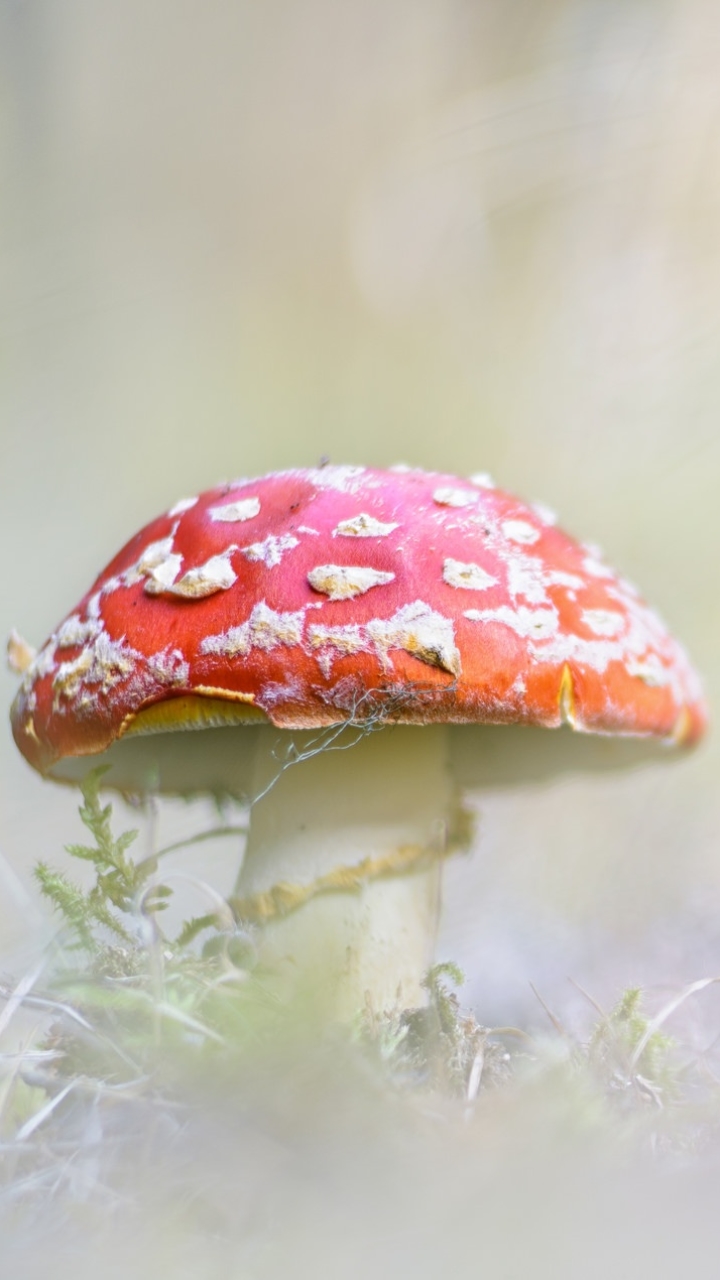 Descarga gratuita de fondo de pantalla para móvil de De Cerca, Champiñón, Tierra/naturaleza.