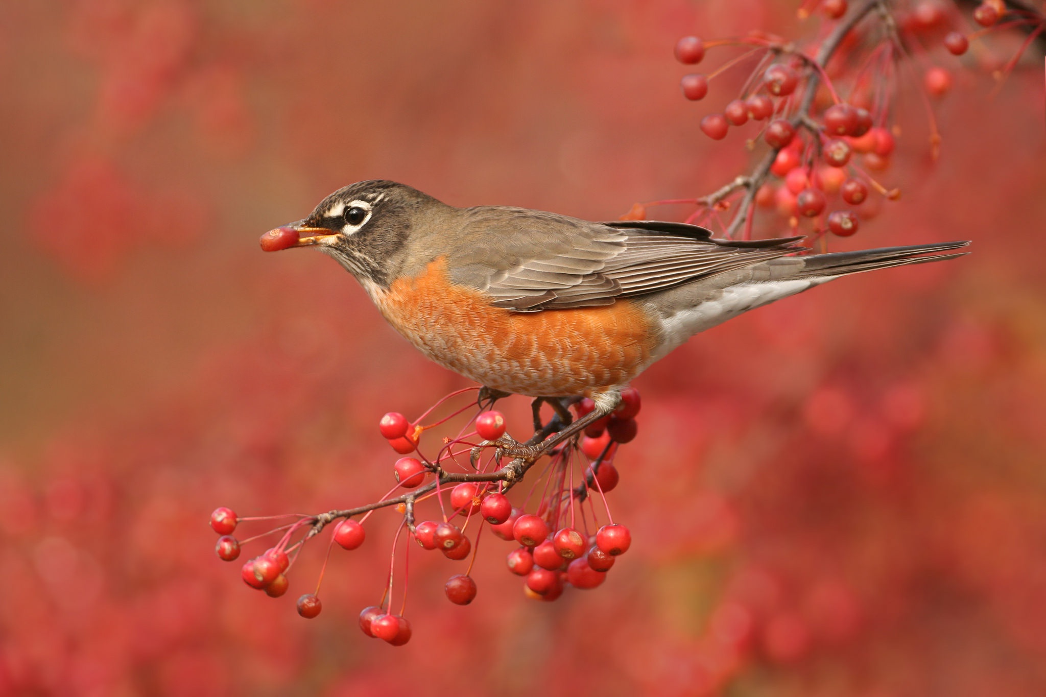 Download mobile wallpaper Birds, Berry, Animal, American Robin for free.