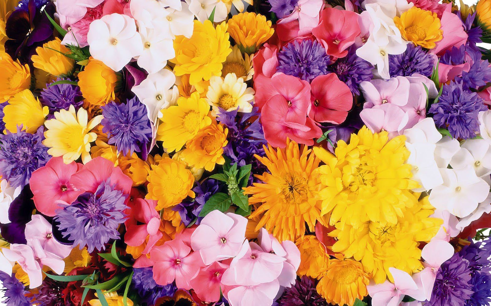 324241 Salvapantallas y fondos de pantalla Flores en tu teléfono. Descarga imágenes de  gratis