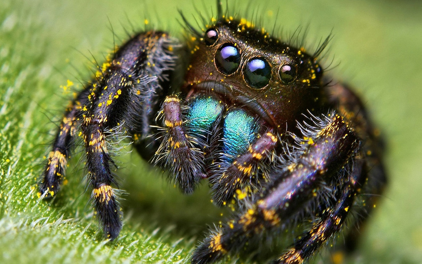 293754 baixar imagens animais, aranha, aranha saltadora - papéis de parede e protetores de tela gratuitamente
