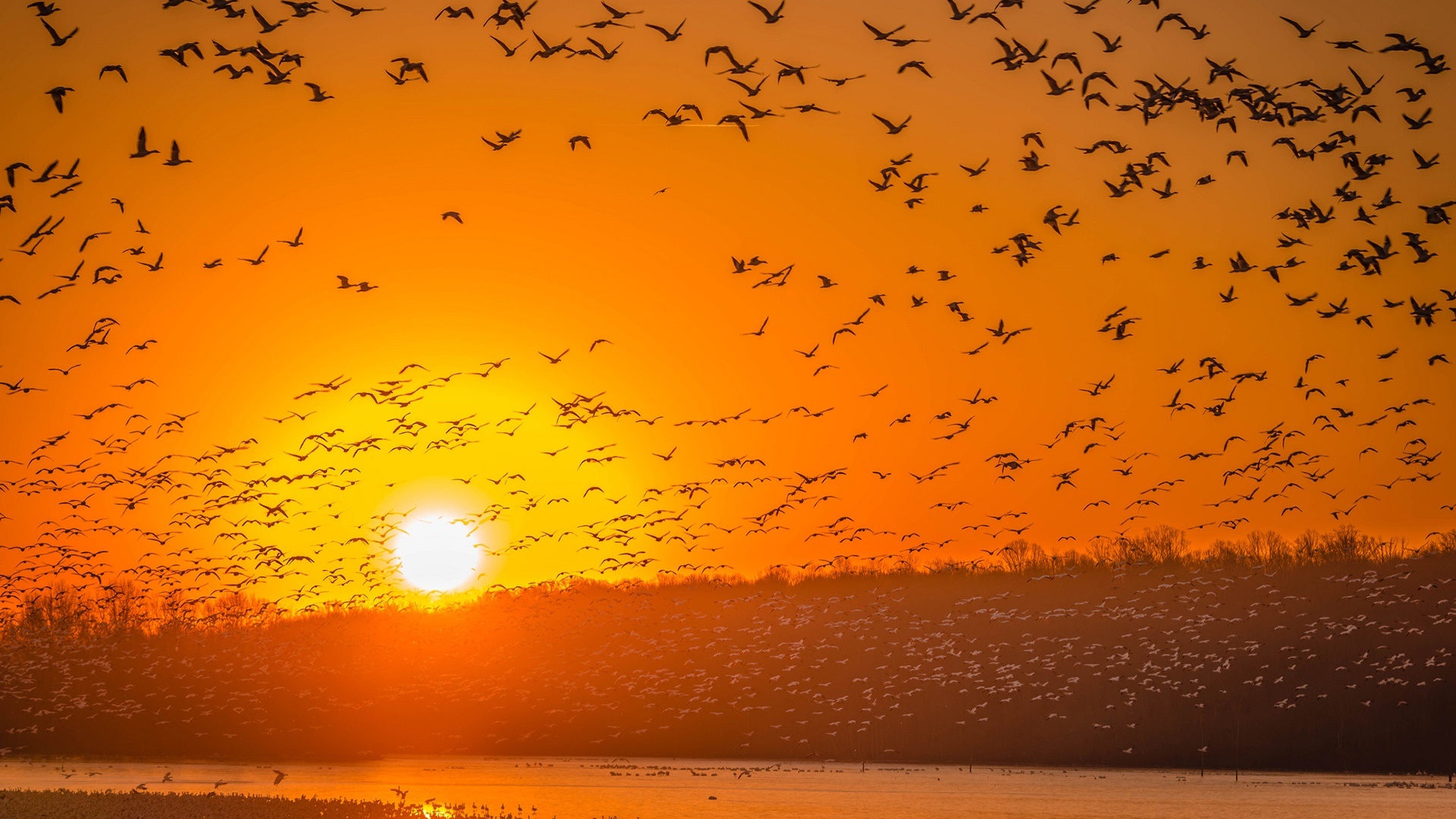 Laden Sie das Tiere, Vögel, Vogel, Himmel, Sonnenuntergang, Sonne, Vogelschwarm-Bild kostenlos auf Ihren PC-Desktop herunter
