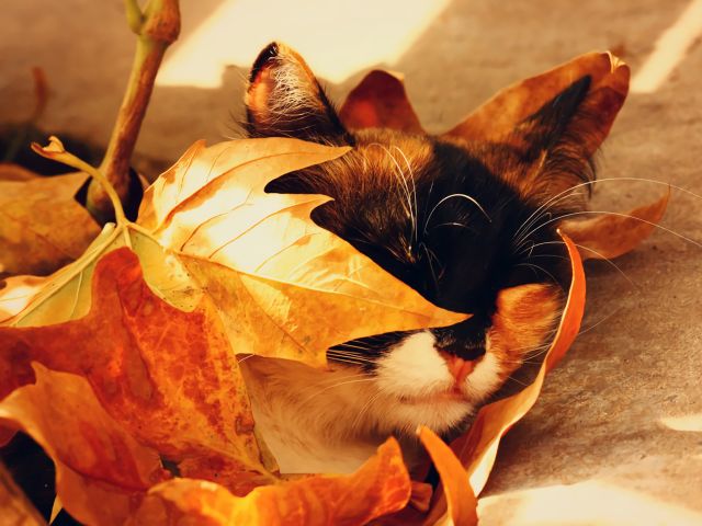 Download mobile wallpaper Cats, Cat, Leaf, Fall, Animal, Sleeping, Cute for free.