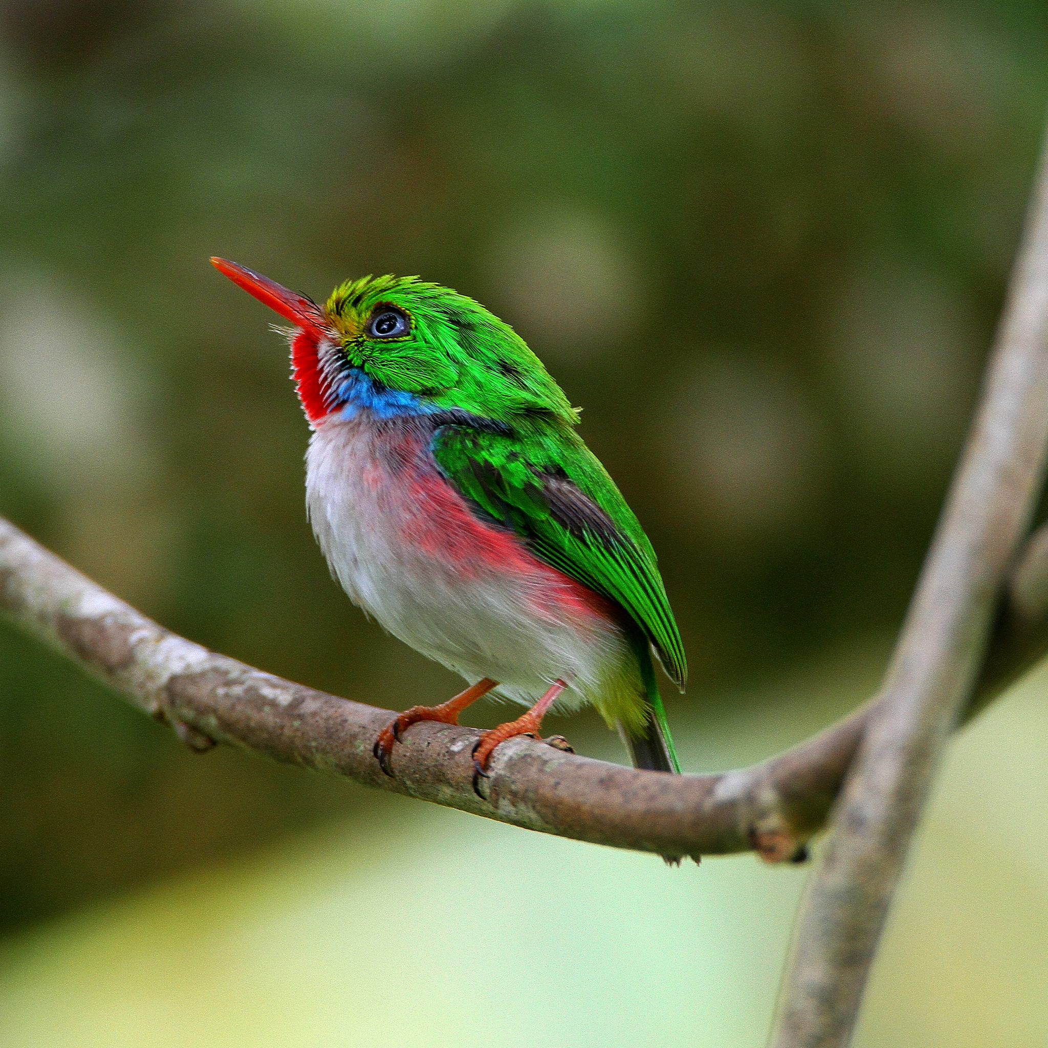 Laden Sie das Vogel, Vögel, Tiere-Bild kostenlos auf Ihren PC-Desktop herunter
