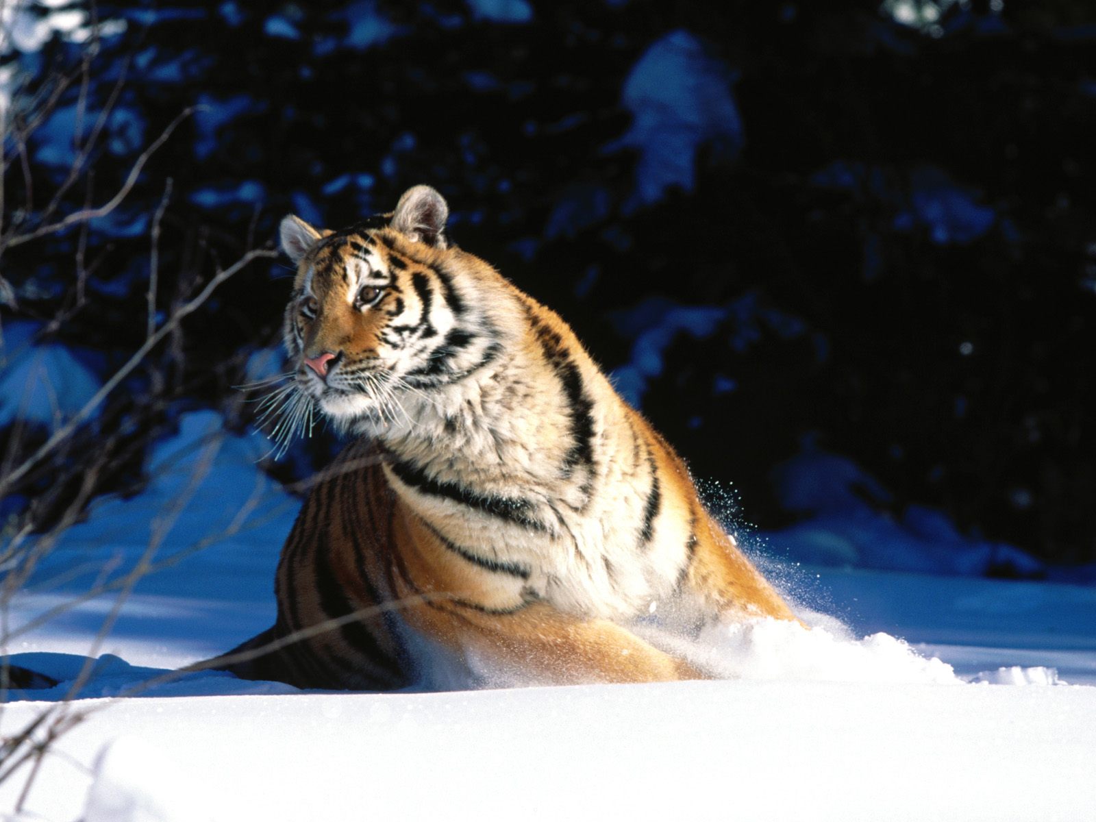 Free download wallpaper Tiger, Animal on your PC desktop