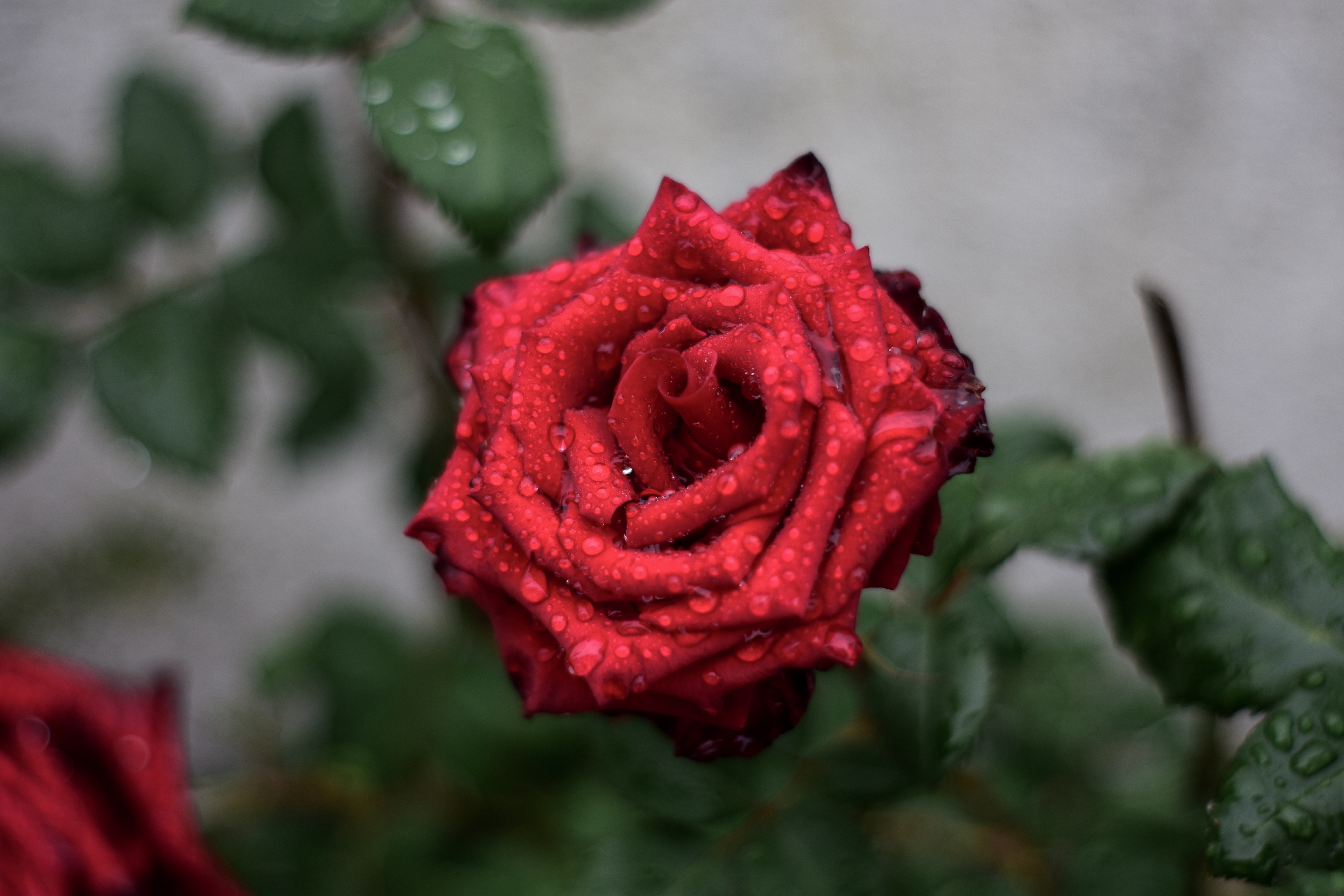 Free download wallpaper Bud, Rose, Drops, Macro, Rose Flower on your PC desktop