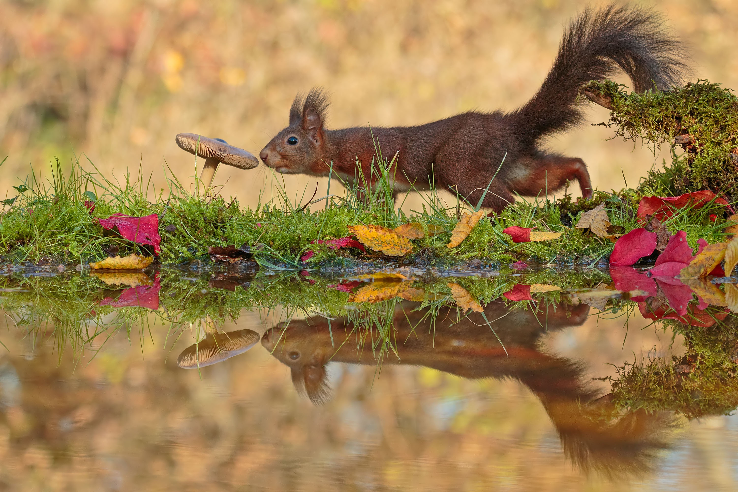 Download mobile wallpaper Squirrel, Water, Reflection, Leaf, Animal, Mushroom for free.