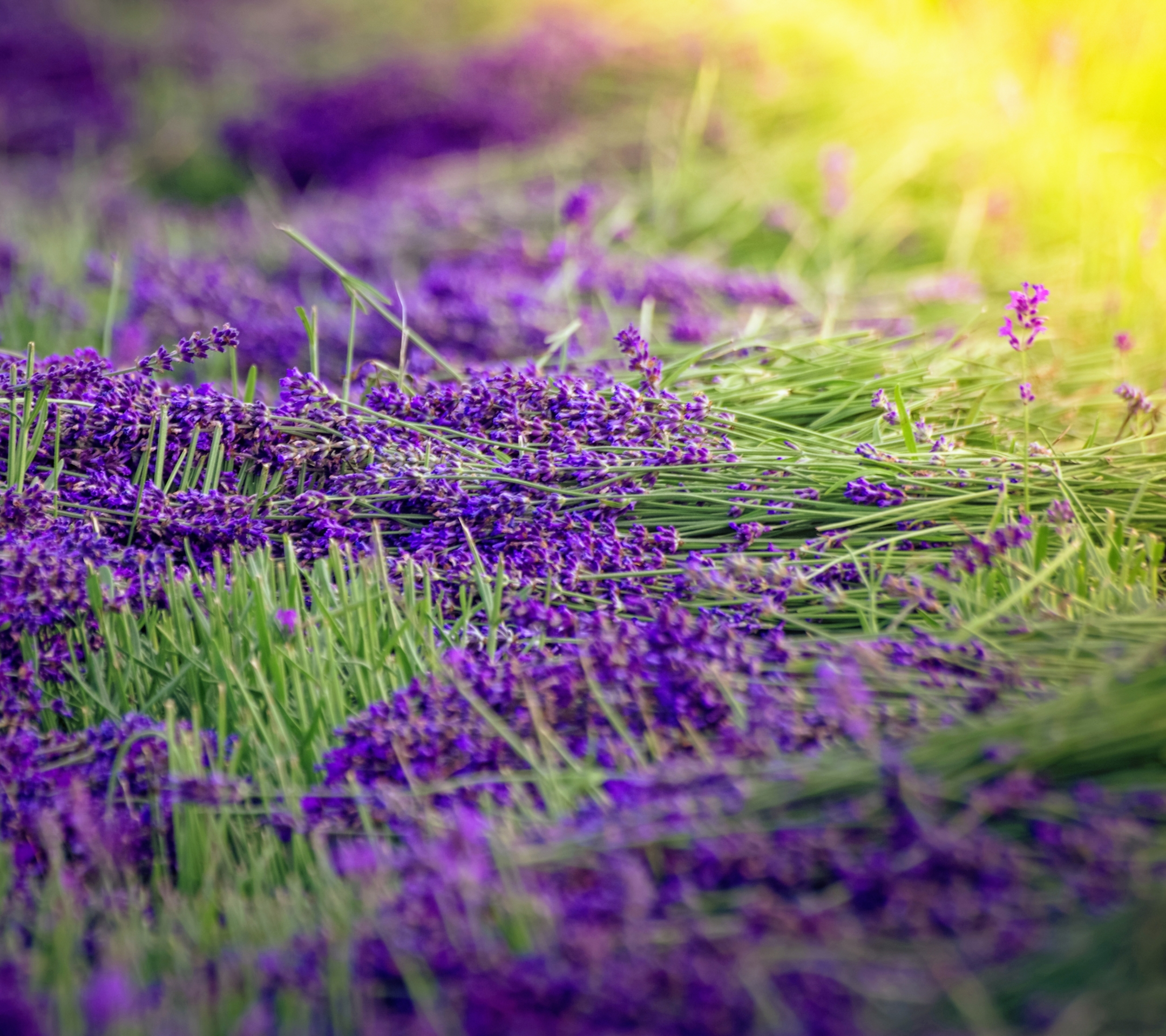 Descarga gratuita de fondo de pantalla para móvil de Naturaleza, Flores, Hierba, Flor, Difuminar, Césped, Lavanda, Flor Purpura, Tierra/naturaleza, Difuminado.