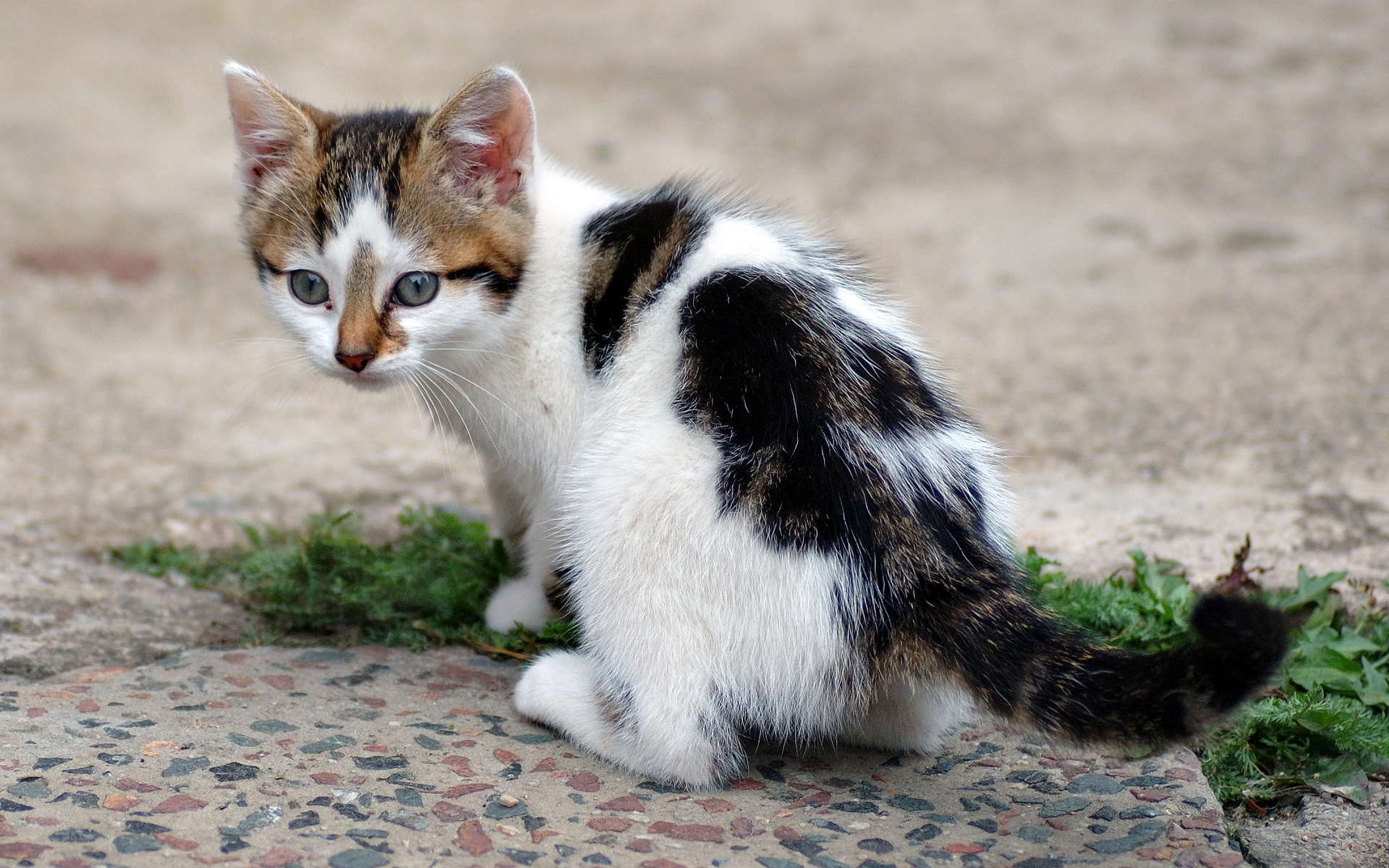 Laden Sie das Tiere, Katzen, Katze-Bild kostenlos auf Ihren PC-Desktop herunter