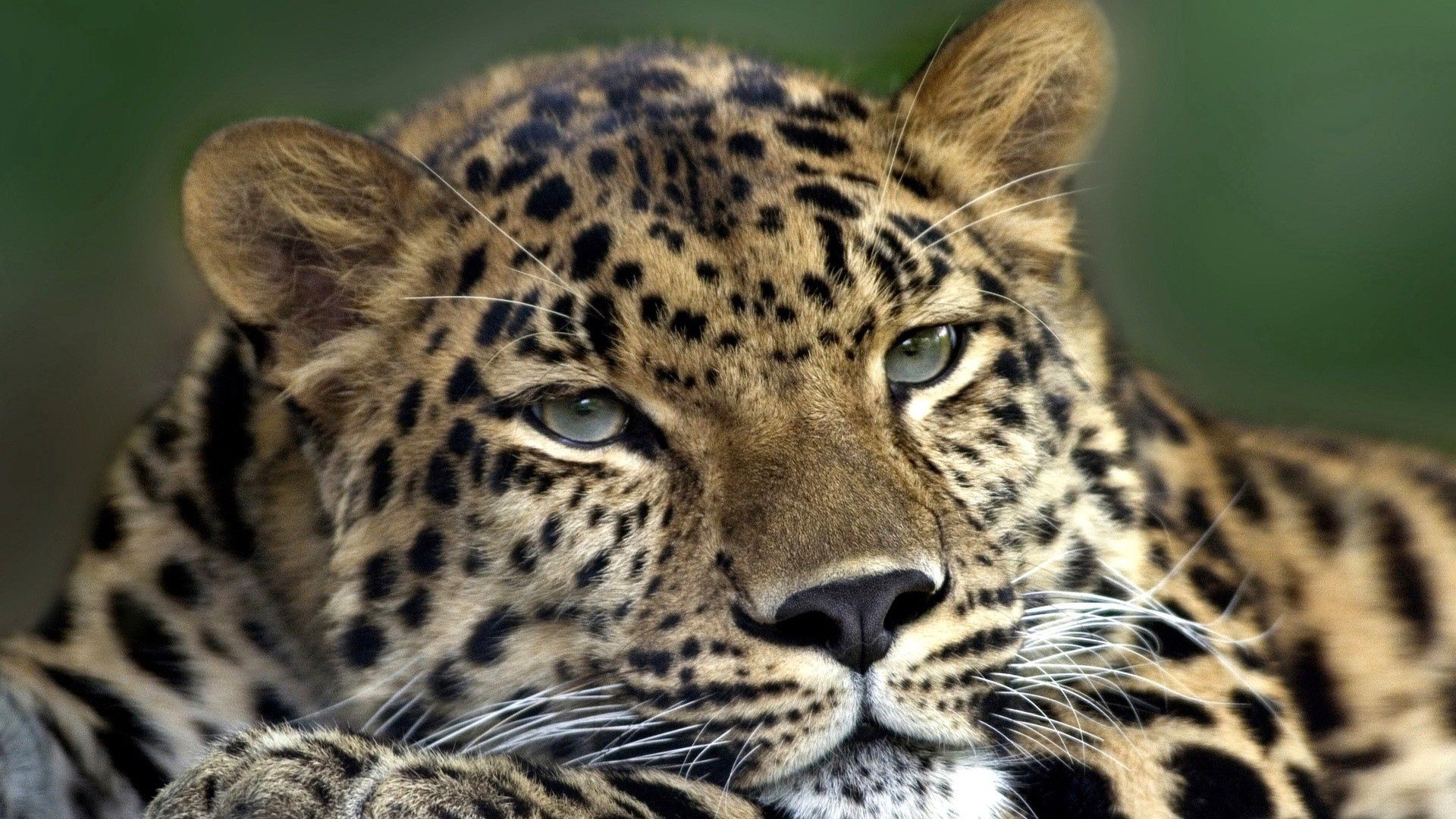 136124 Hintergrundbild herunterladen tiere, leopard, schnauze, gefleckt, fleckig, sicht, meinung, müde - Bildschirmschoner und Bilder kostenlos