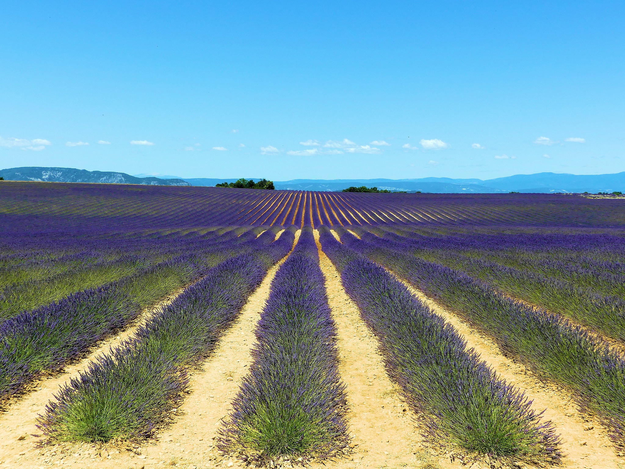 Téléchargez gratuitement l'image Paysage, Fleurs, Fleur, Champ, Lavande, Fleur Mauve, Terre/nature sur le bureau de votre PC