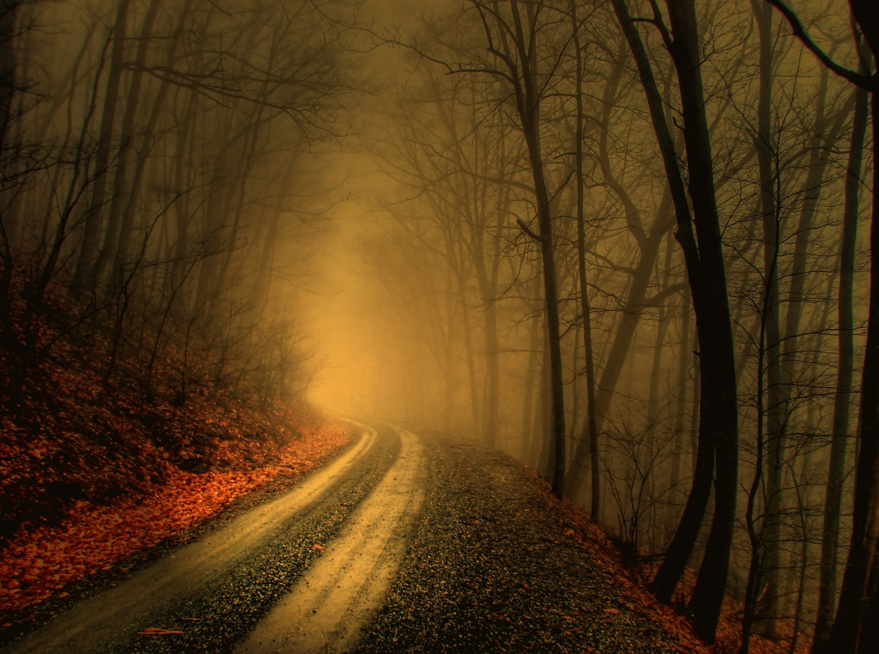 path, fog, forest, earth