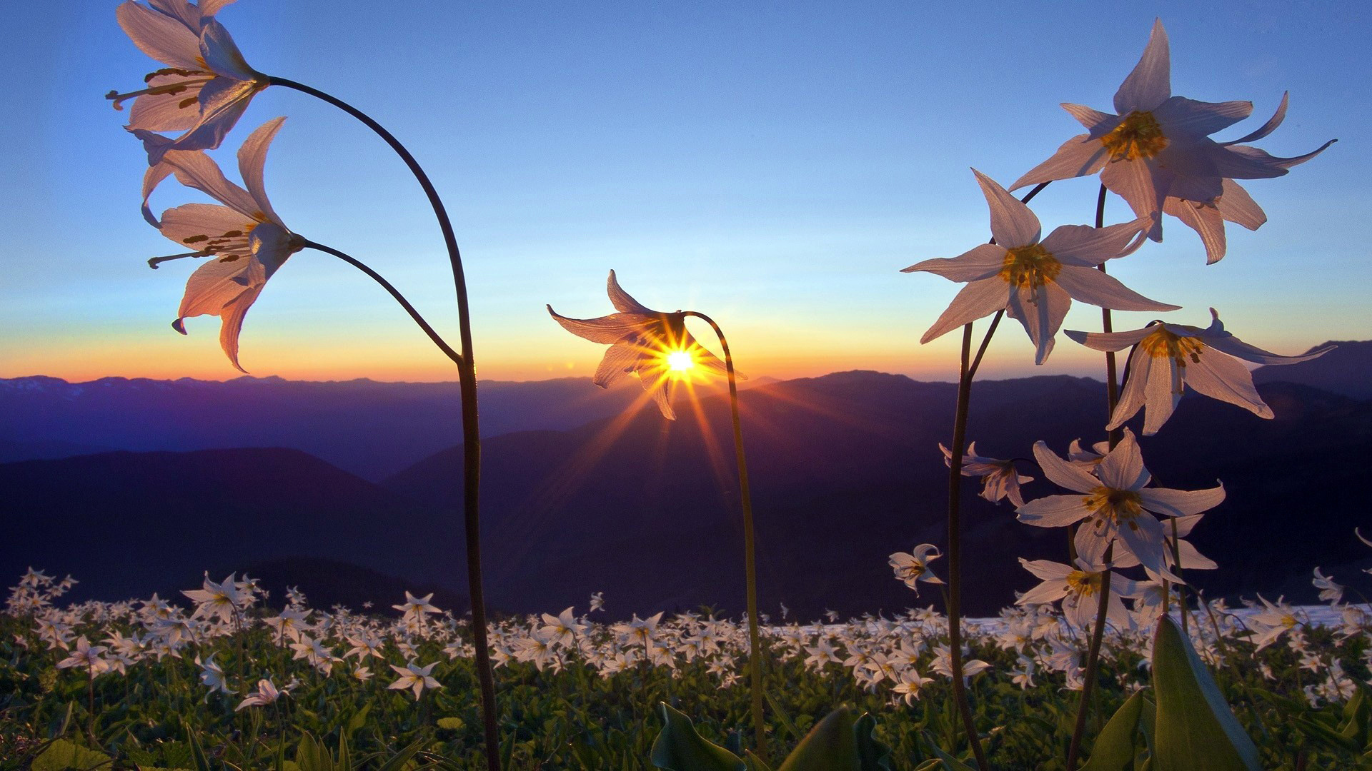 Laden Sie das Blumen, Sunset, Landschaft, Pflanzen-Bild kostenlos auf Ihren PC-Desktop herunter