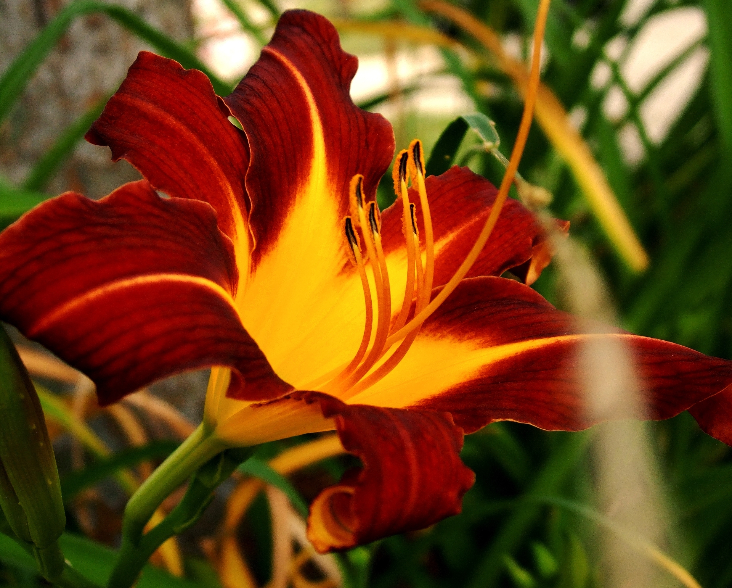 Laden Sie das Makro, Lilie, Lily, Blume-Bild kostenlos auf Ihren PC-Desktop herunter