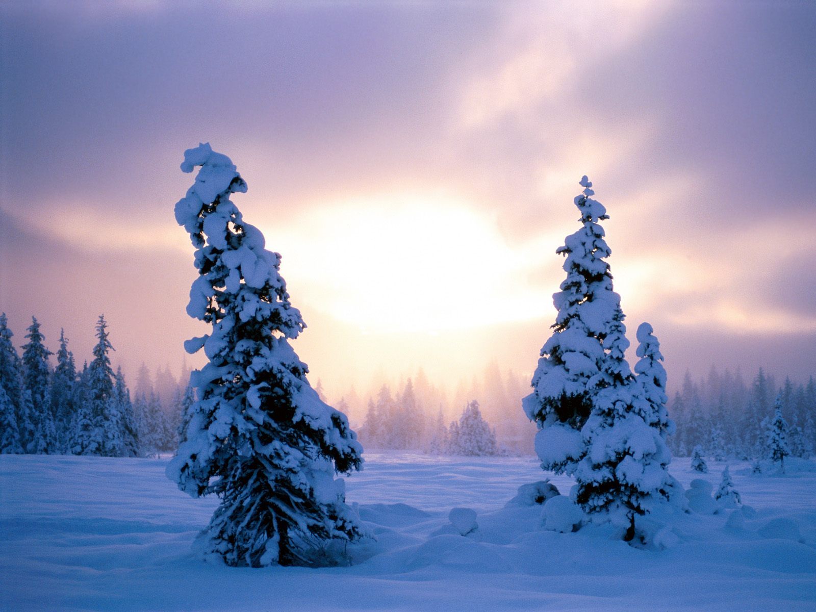 Скачать обои бесплатно Закат, Снег, Елки, Пейзаж, Зима картинка на рабочий стол ПК
