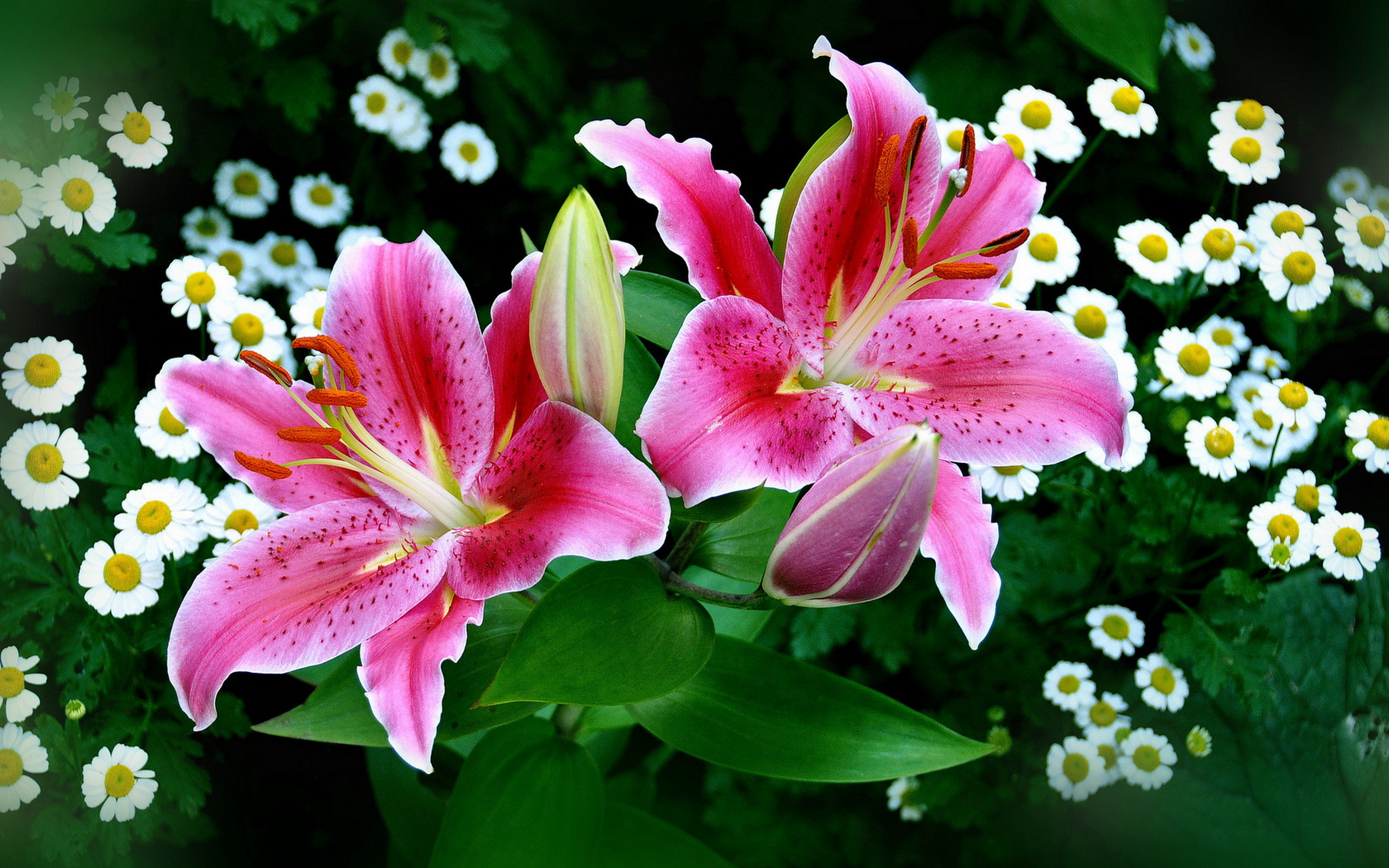 Download mobile wallpaper Flower, Earth, Lily for free.