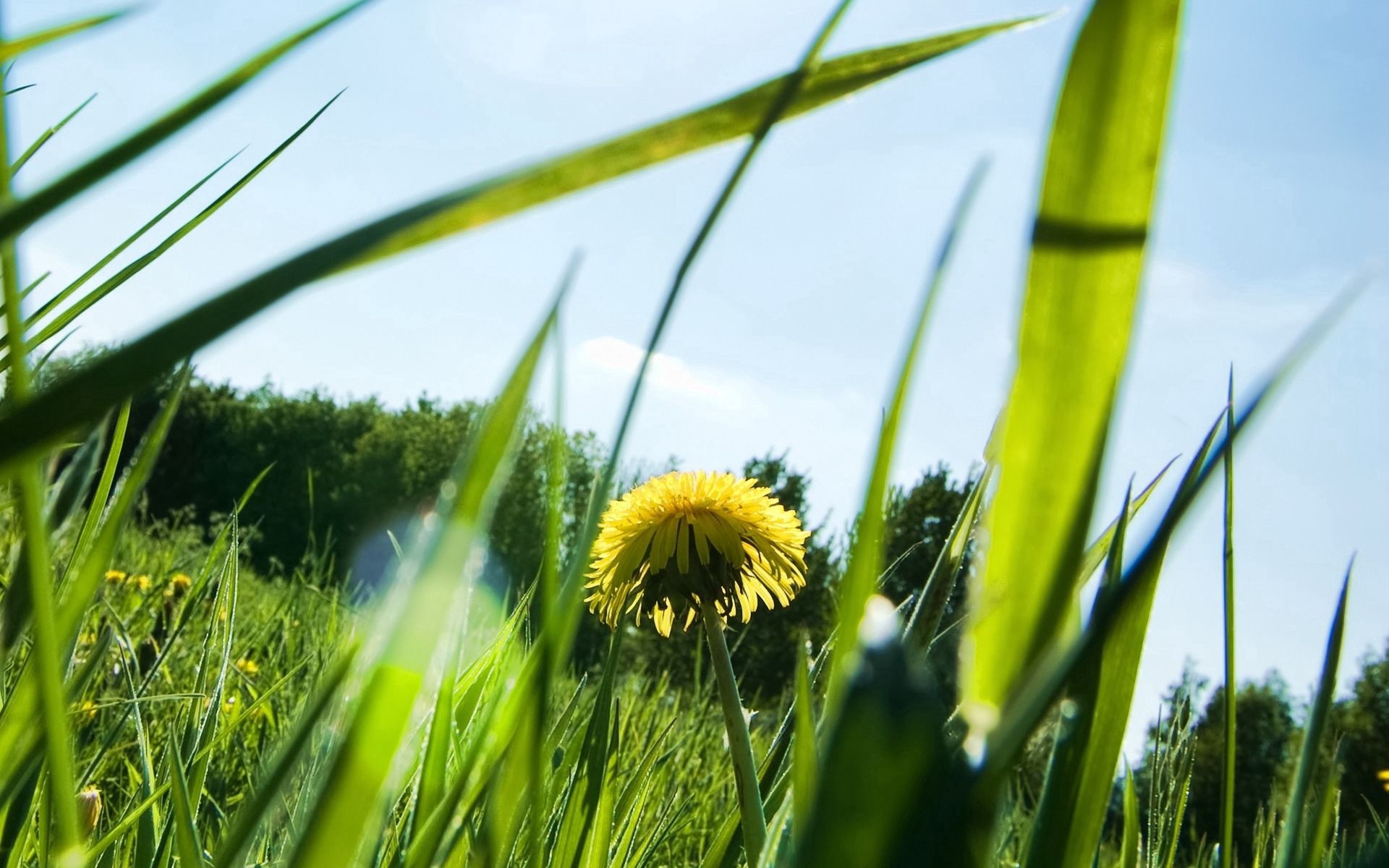 Laden Sie das Natur, Grass, Sun, Blendung, Scheinen, Licht, Löwenzahn, Sommer-Bild kostenlos auf Ihren PC-Desktop herunter