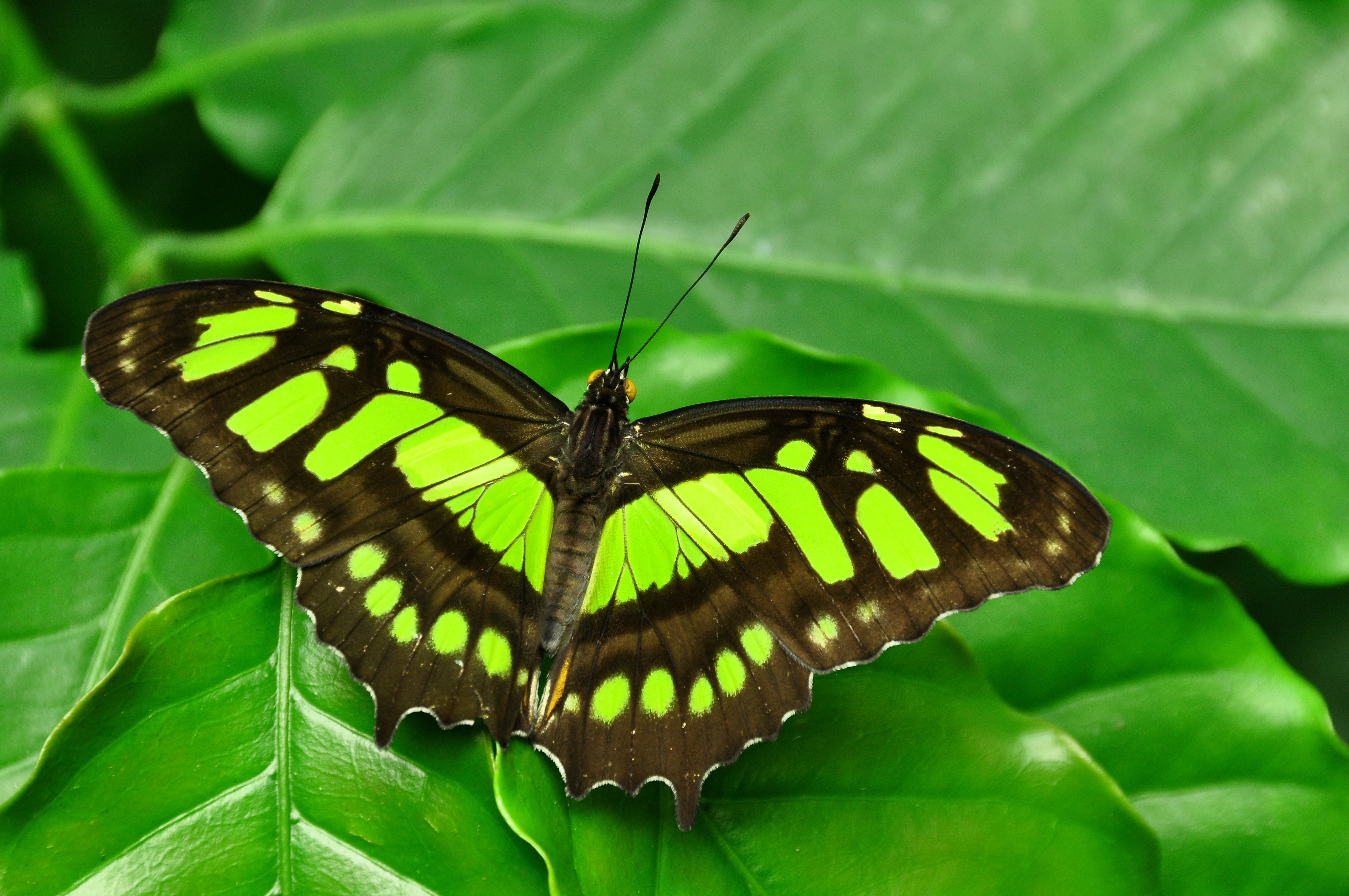 Free download wallpaper Close Up, Leaf, Insect, Butterfly, Animal on your PC desktop