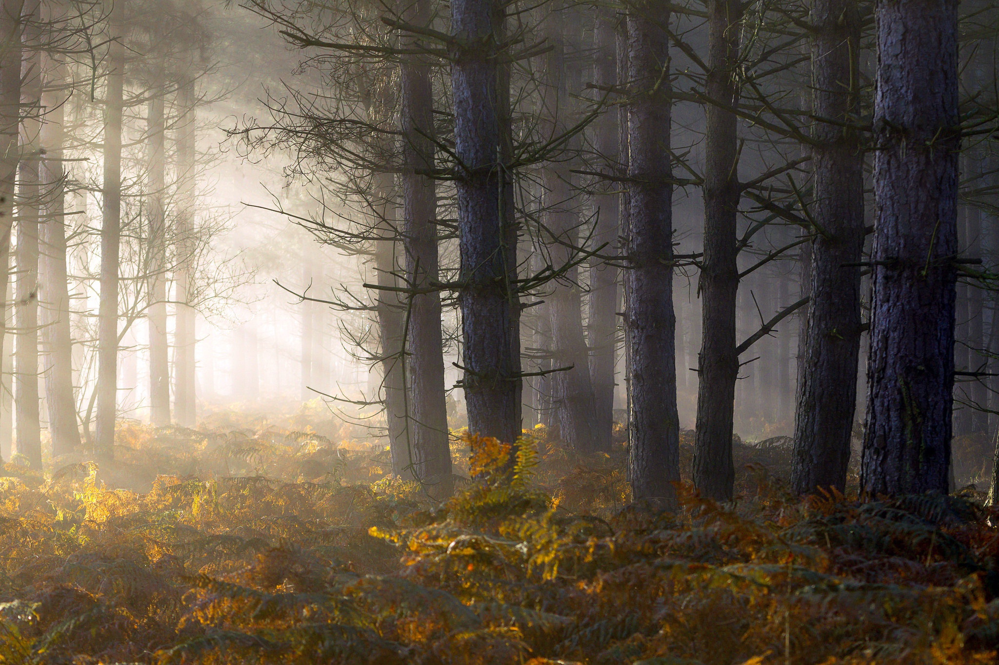 Laden Sie das Herbst, Farne, Wald, Sonnenstrahl, Erde/natur-Bild kostenlos auf Ihren PC-Desktop herunter