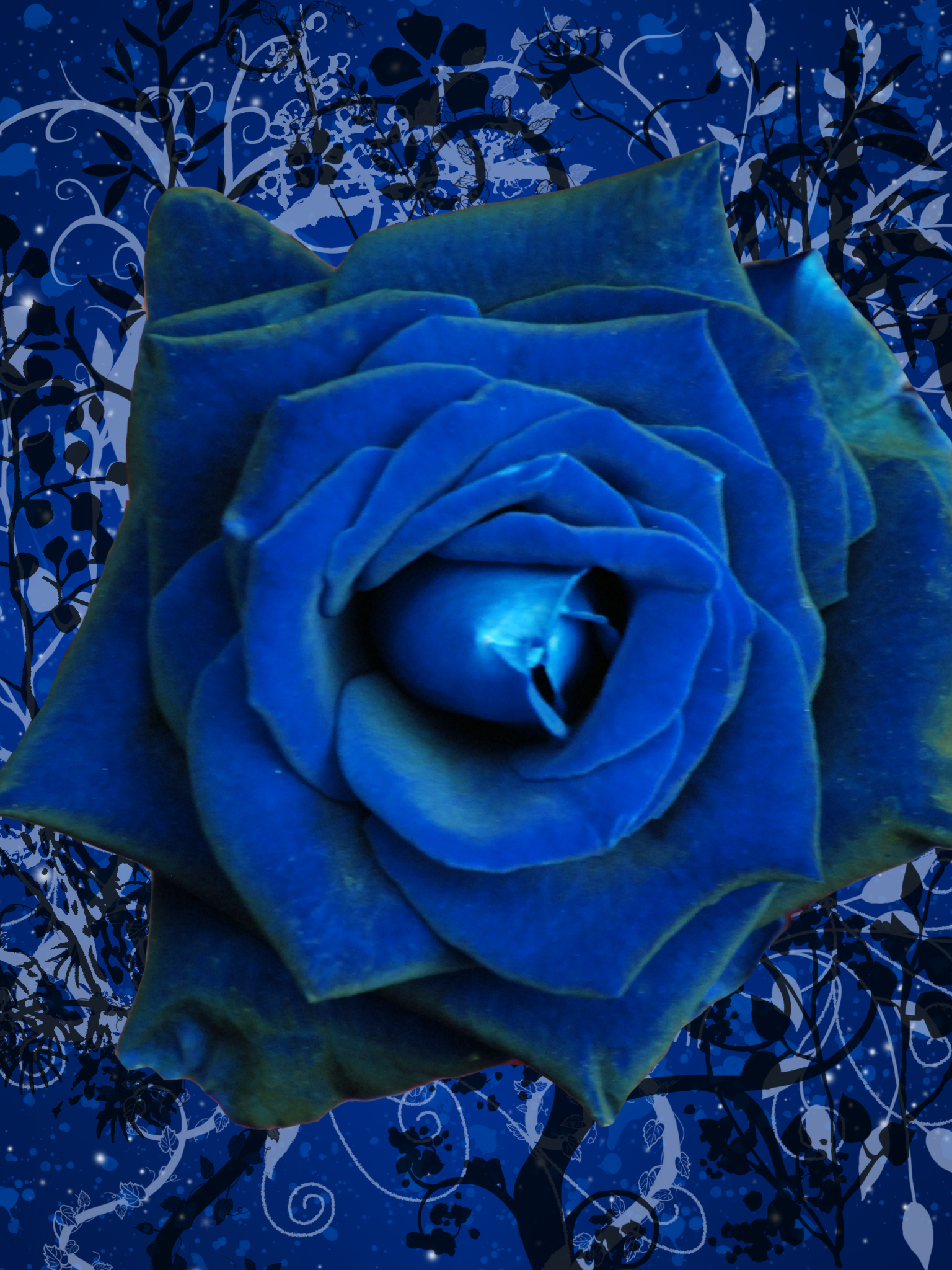artistic, rose, flower, blue flower, blue rose