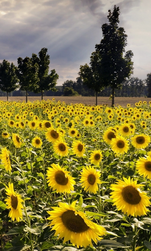 Handy-Wallpaper Blumen, Sonnenblume, Erde/natur kostenlos herunterladen.