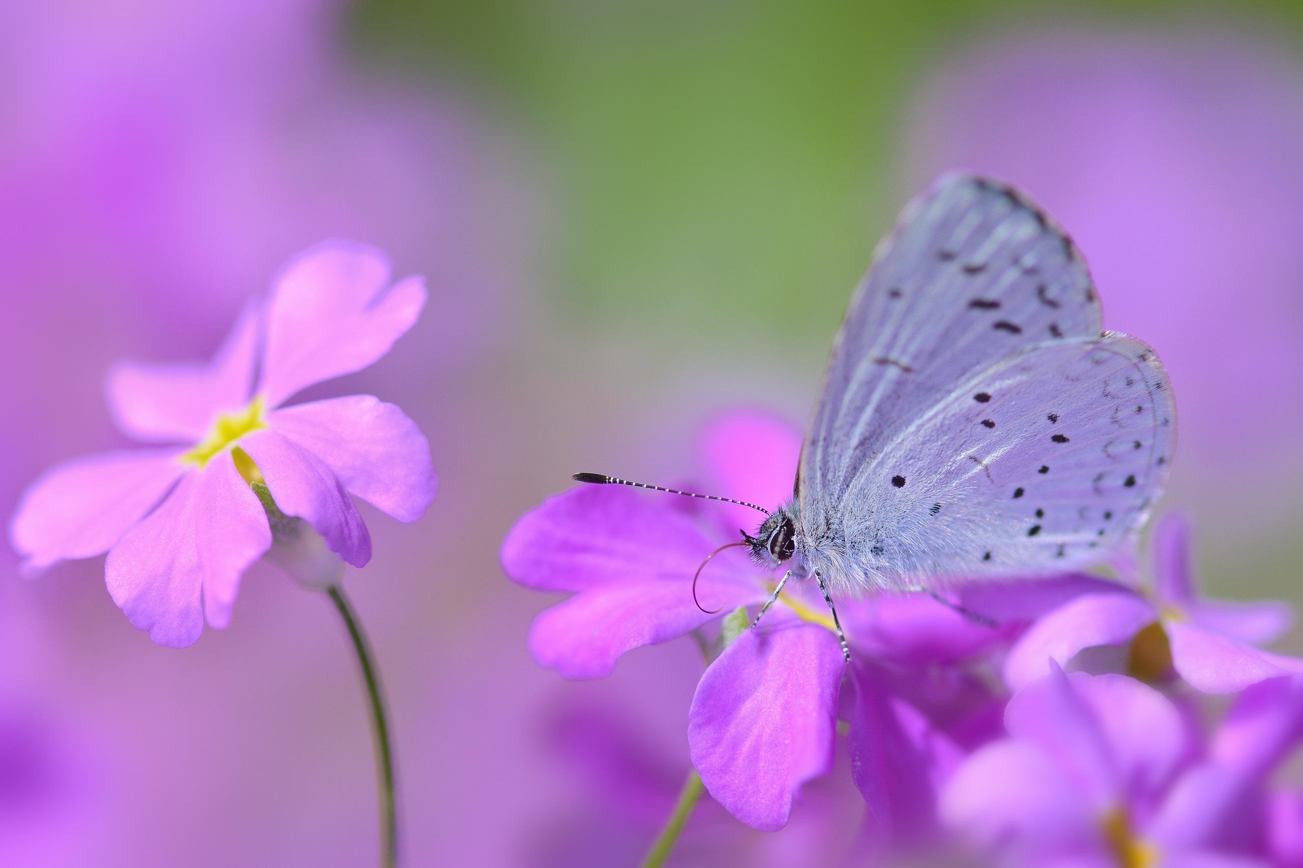 Download background petals, lilac, flower, macro, stains, spots, butterfly