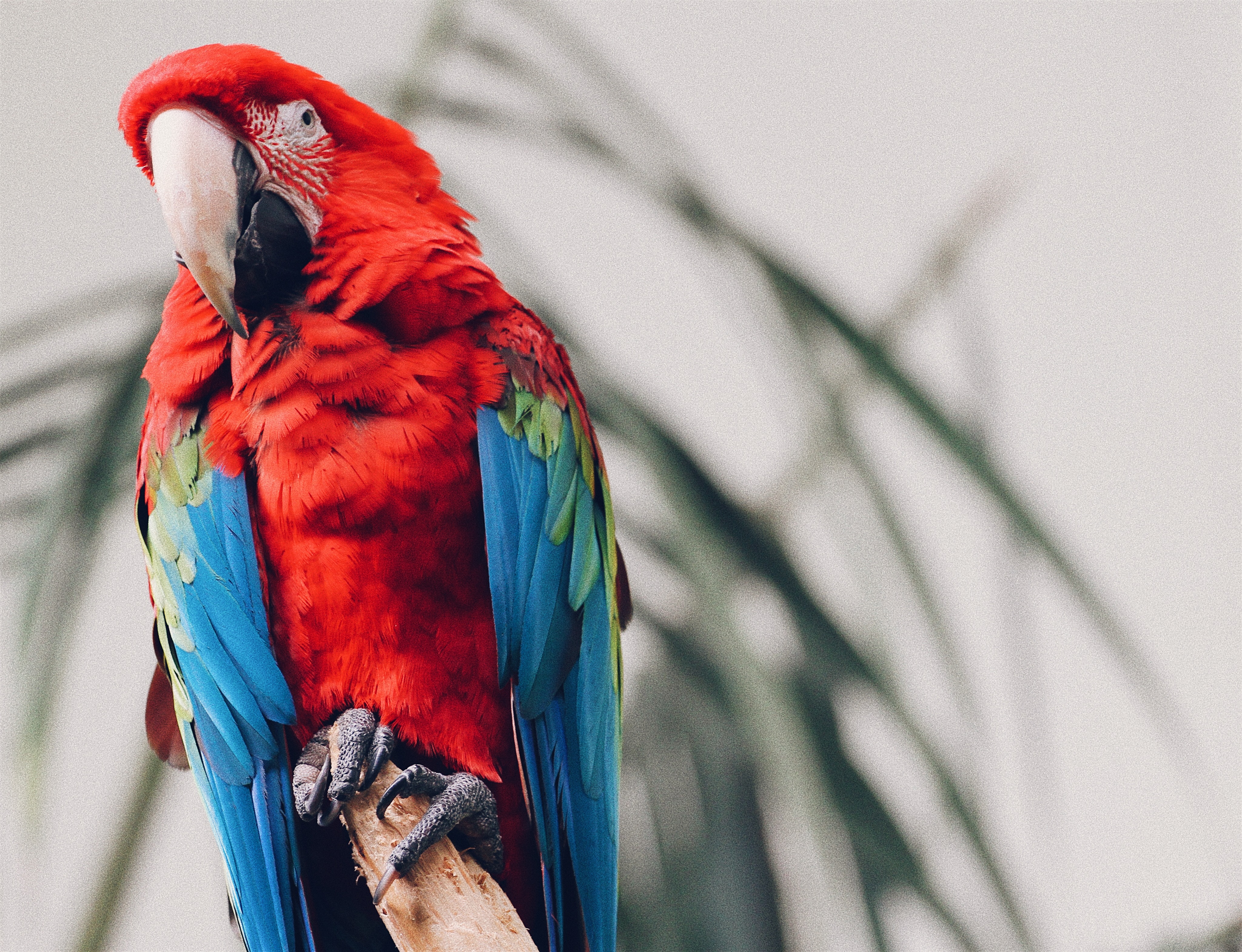 Free download wallpaper Macaw, Animals, Tropical, Bird, Parrots on your PC desktop