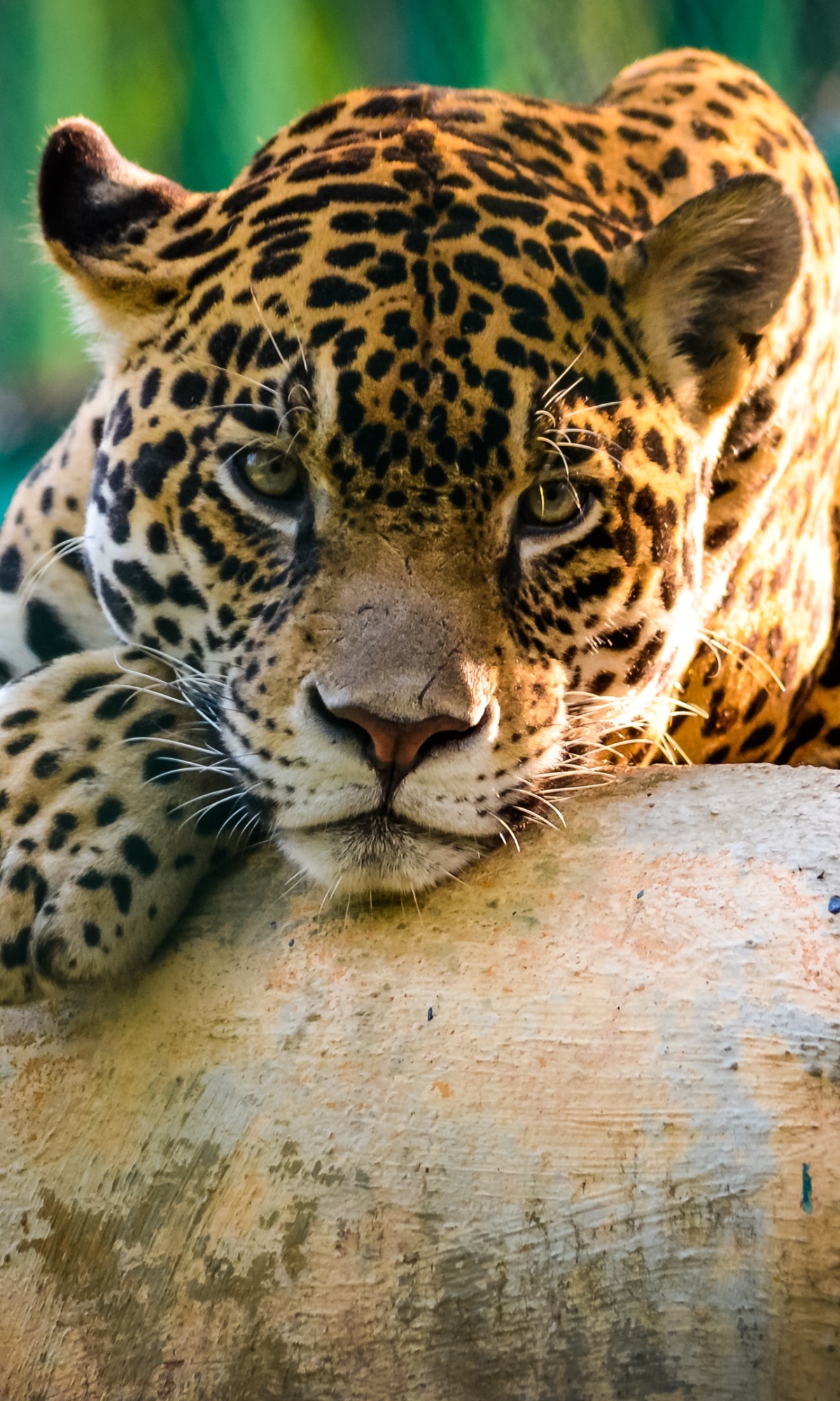Download mobile wallpaper Cats, Jaguar, Animal for free.