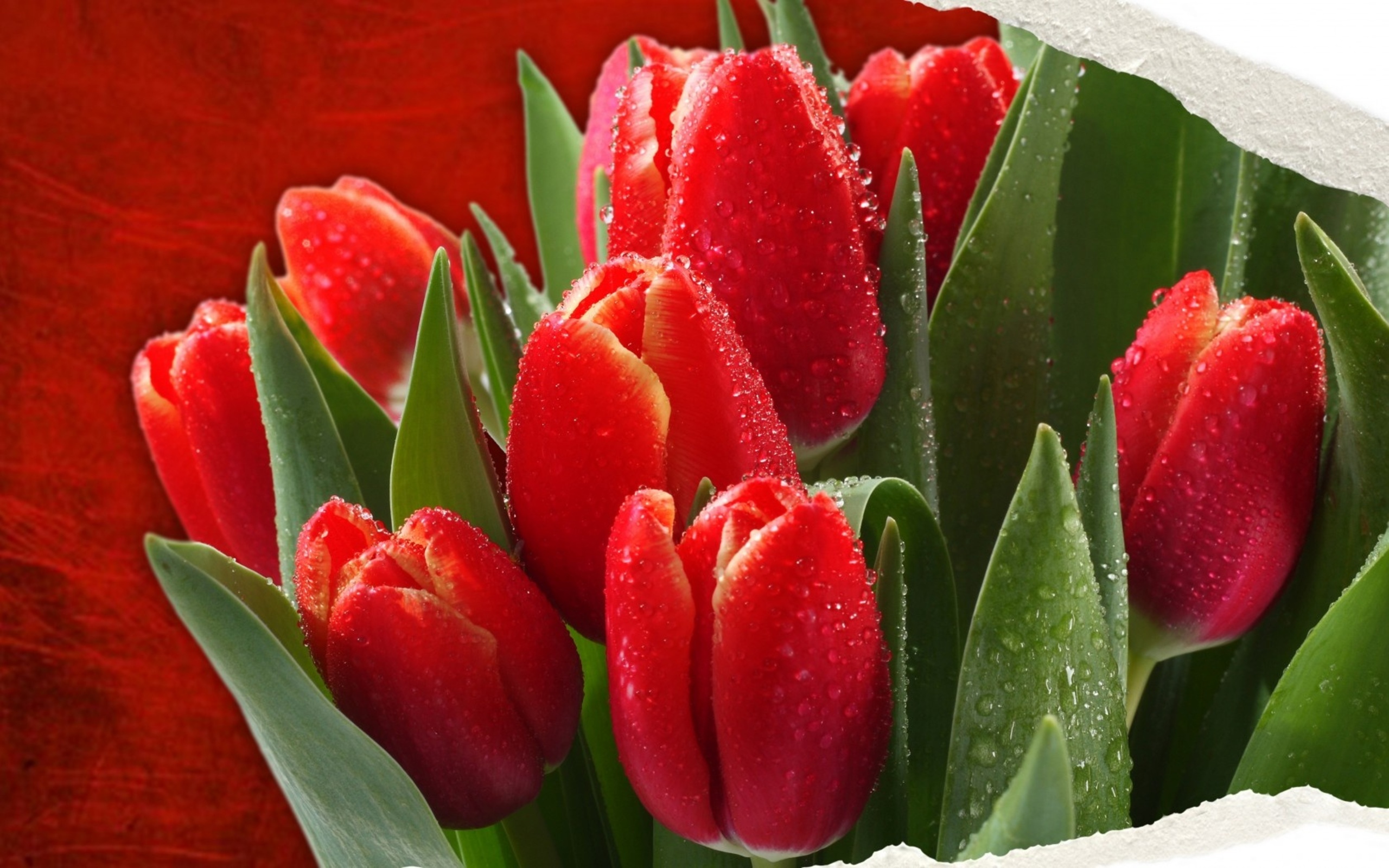 Descarga gratuita de fondo de pantalla para móvil de Flor Roja, Gota De Agua, Tulipán, Flores, Flor, Tierra/naturaleza.