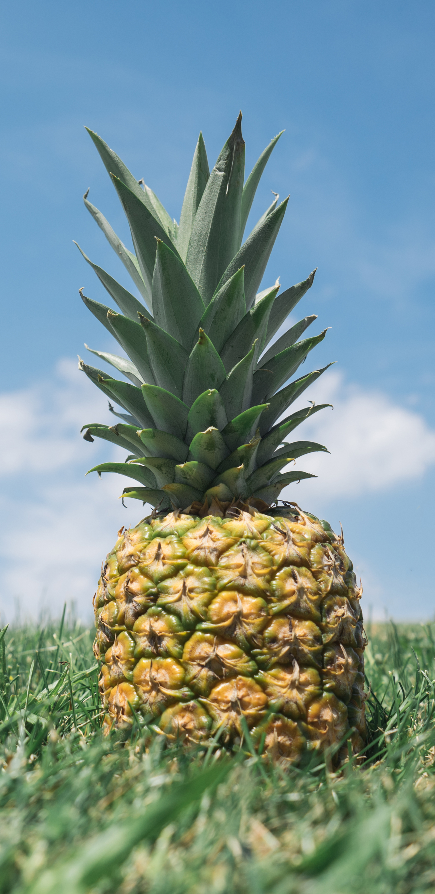 Laden Sie das Obst, Ananas, Frucht, Nahrungsmittel, Früchte-Bild kostenlos auf Ihren PC-Desktop herunter