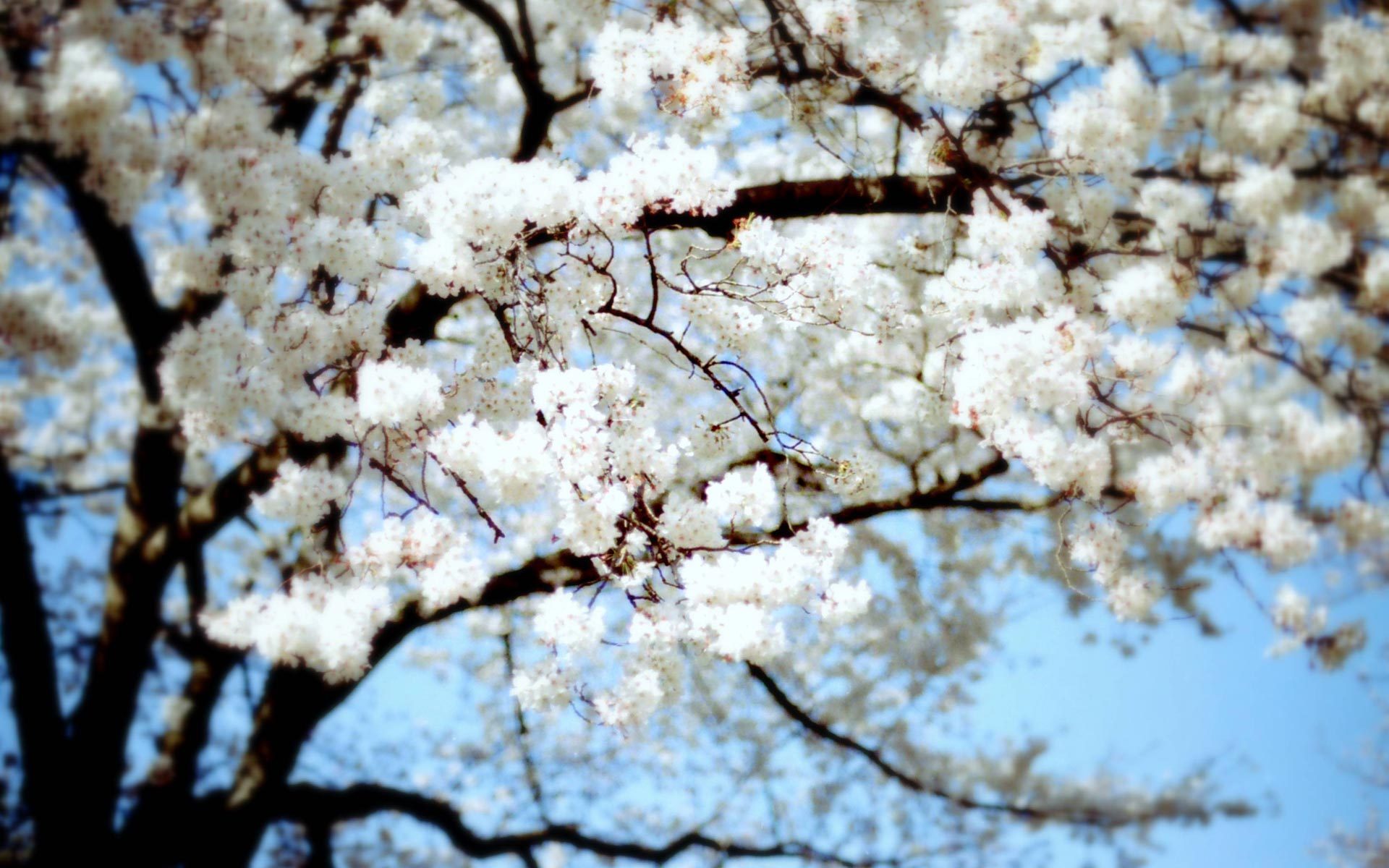 Handy-Wallpaper Blumen, Blüte, Erde/natur kostenlos herunterladen.