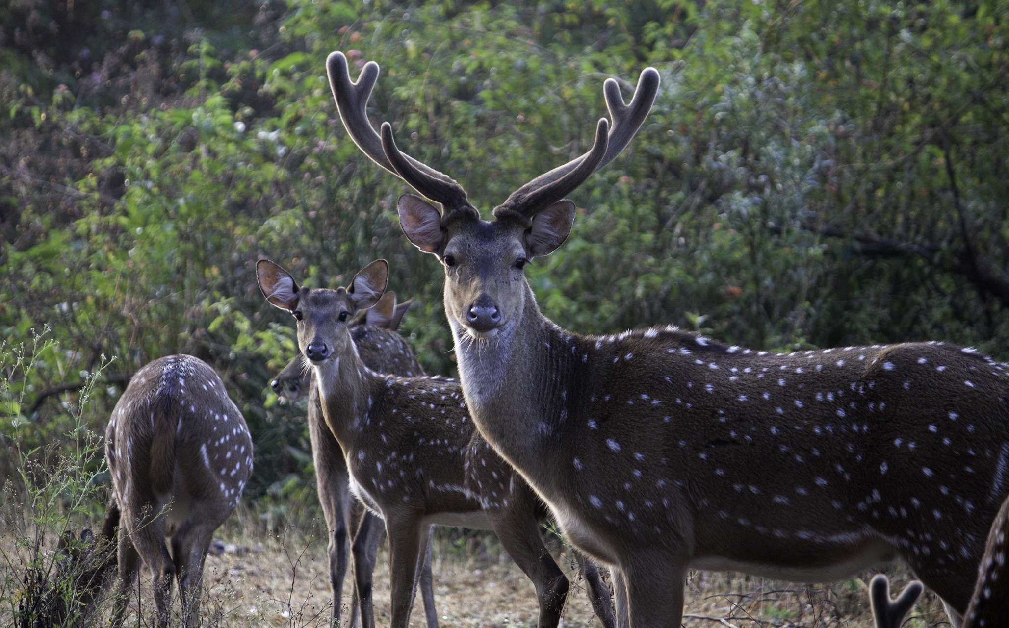 Download mobile wallpaper Animal, Deer, Mammal for free.