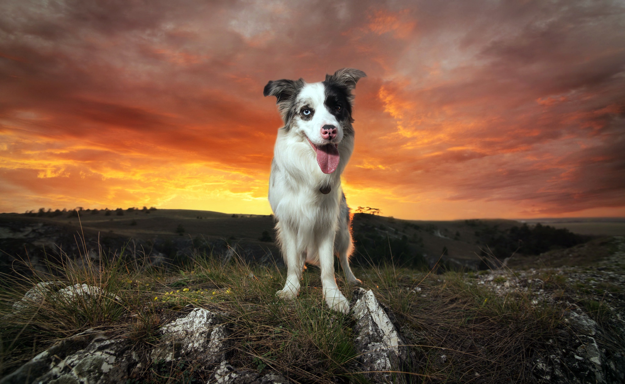 Download mobile wallpaper Landscape, Dogs, Sunset, Dog, Animal, Cloud, Border Collie for free.